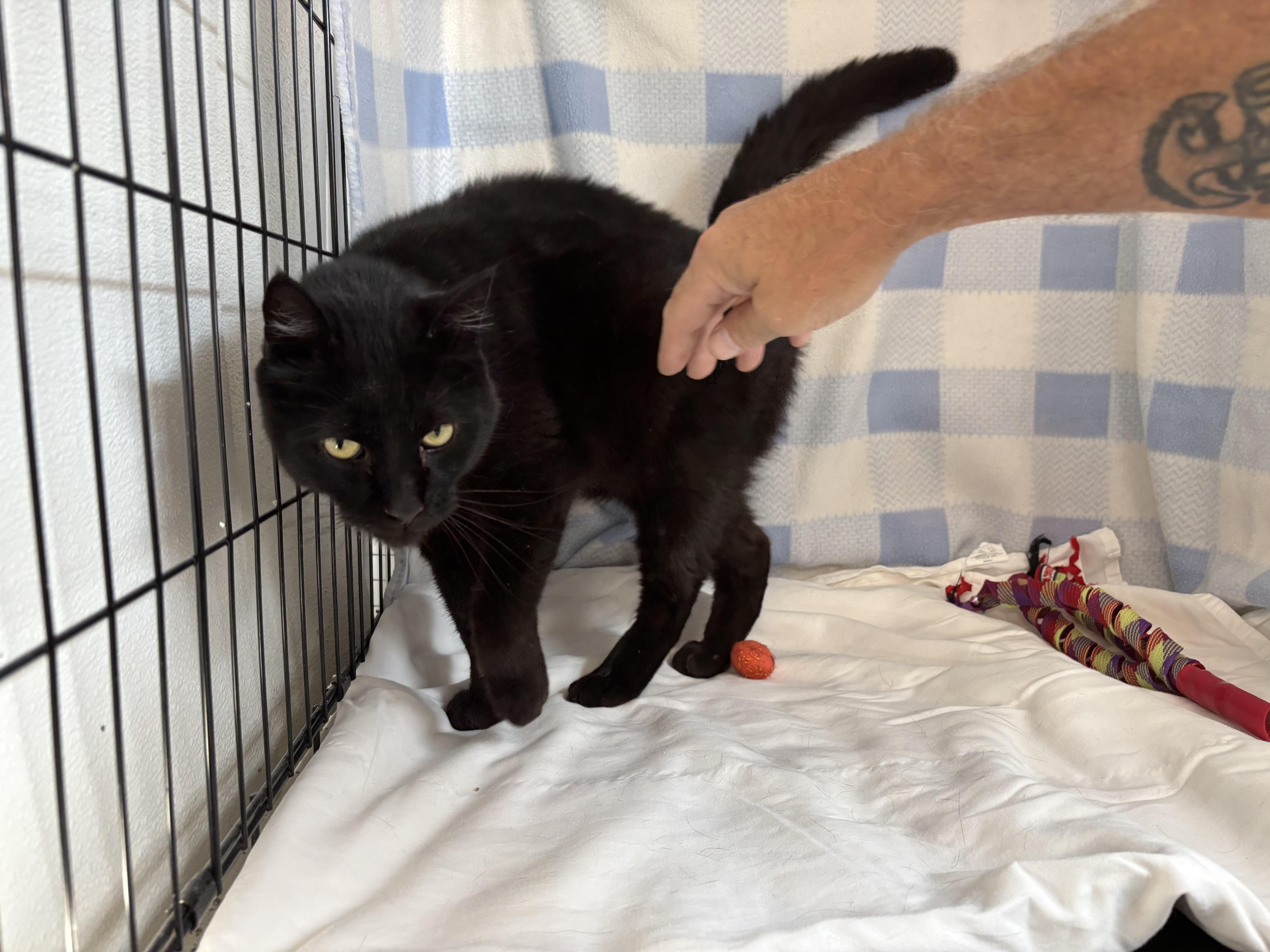 Bagheera, a Adopted Domestic Short Hair in Torrington, WY image 3/5