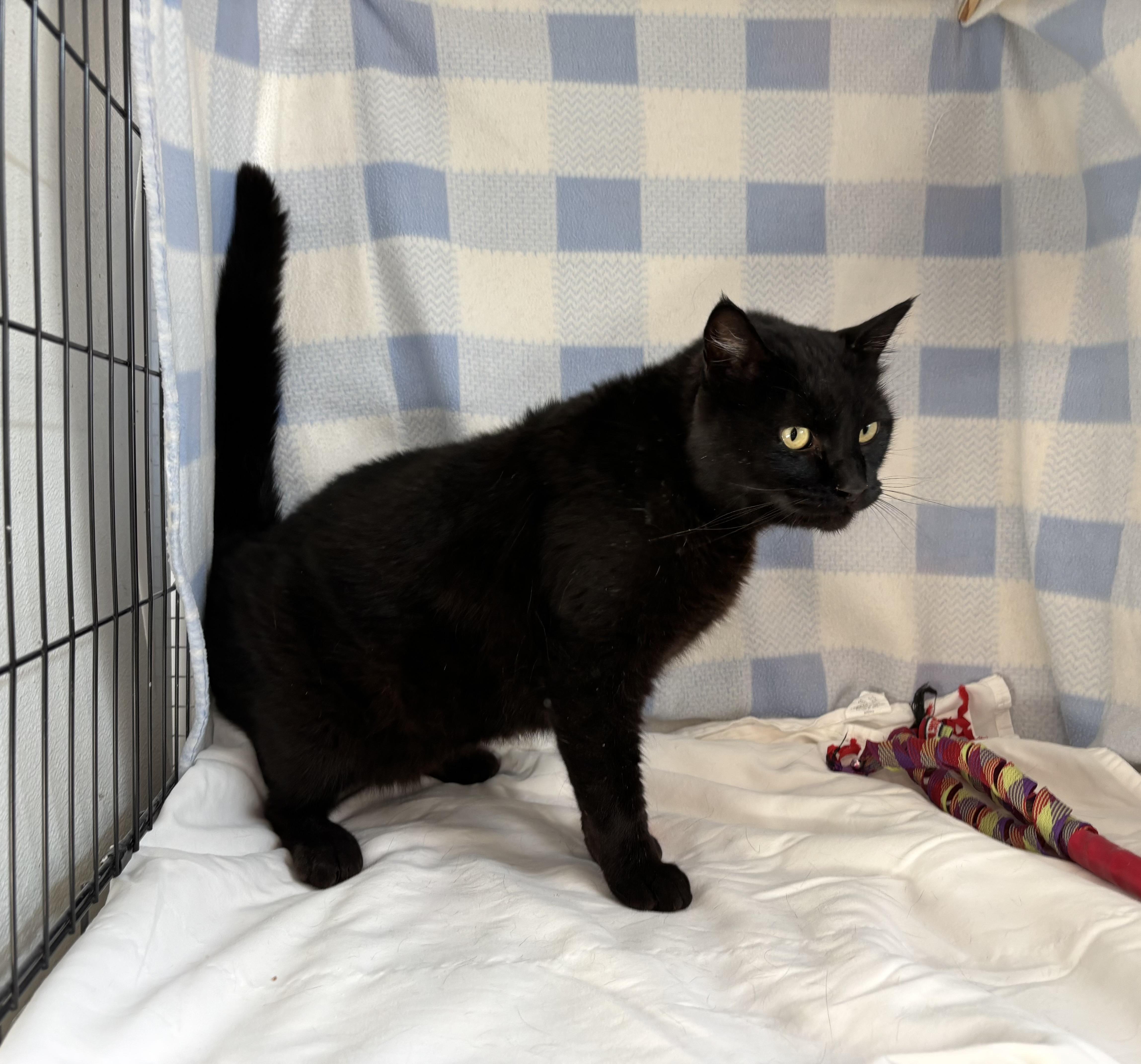 Bagheera, a Adopted Domestic Short Hair in Torrington, WY image 4/5