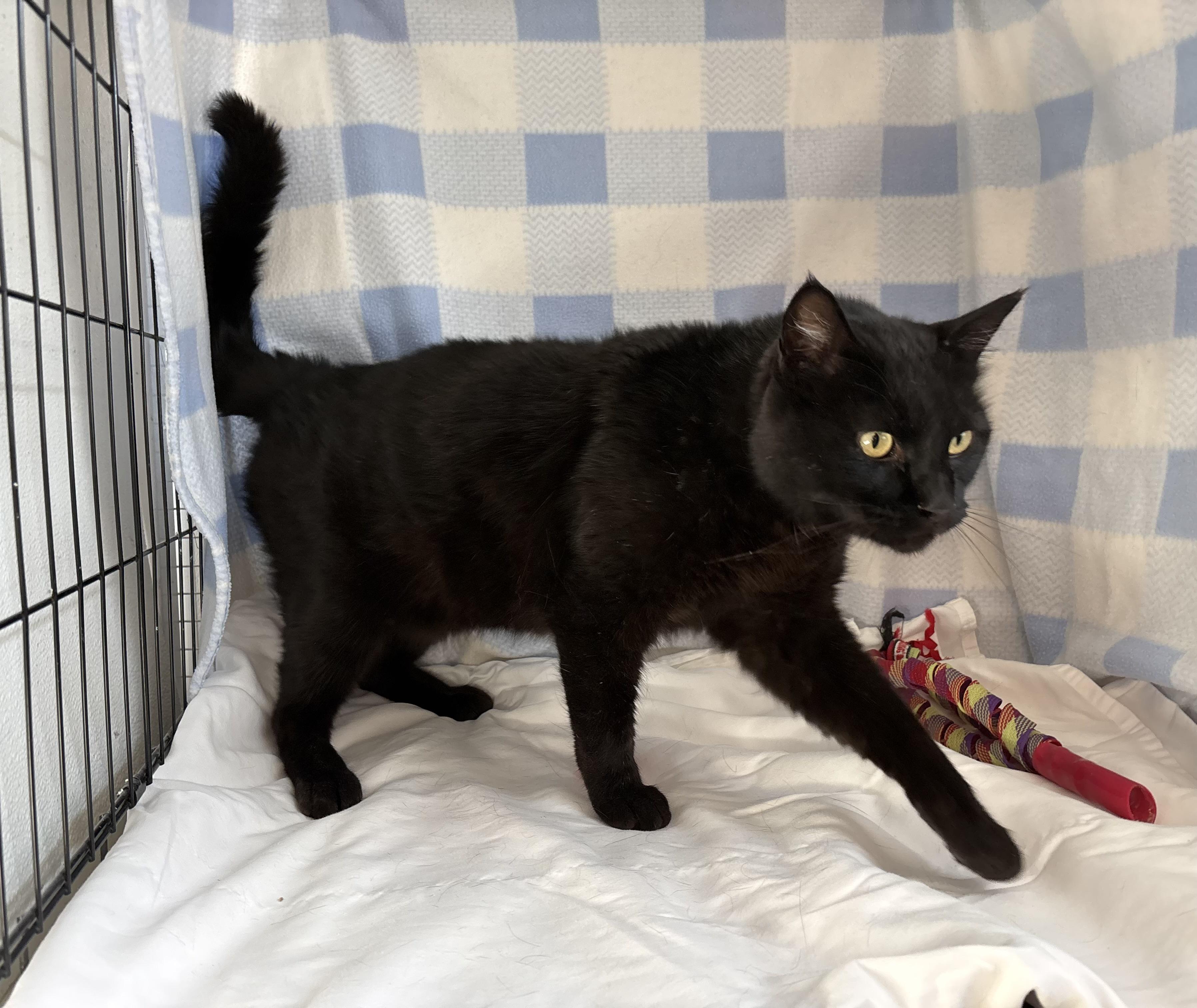 Bagheera, a Adopted Domestic Short Hair in Torrington, WY image 2/5