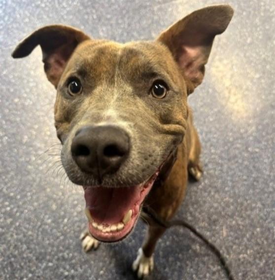 P. SHERMAN, Adoptable, Adult Male Pit Bull Terrier & Mixed Breed.