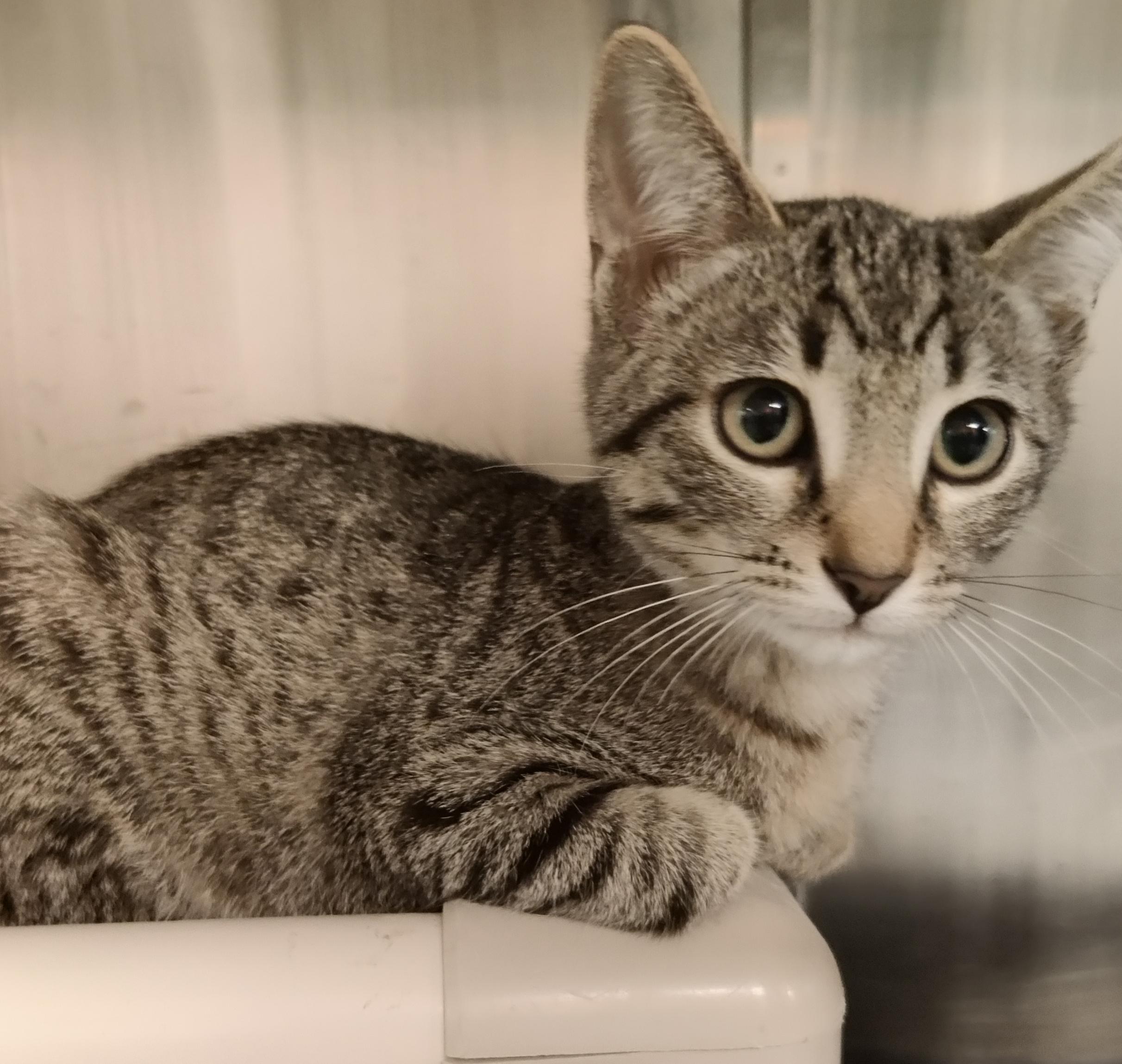 Enlarge Peyto, an adoptable Domestic Short Hair in Hamilton, ON image 1/1
