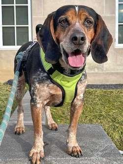 Waylon, ADOPTABLE, Adult Male Beagle & Bluetick Coonhound.