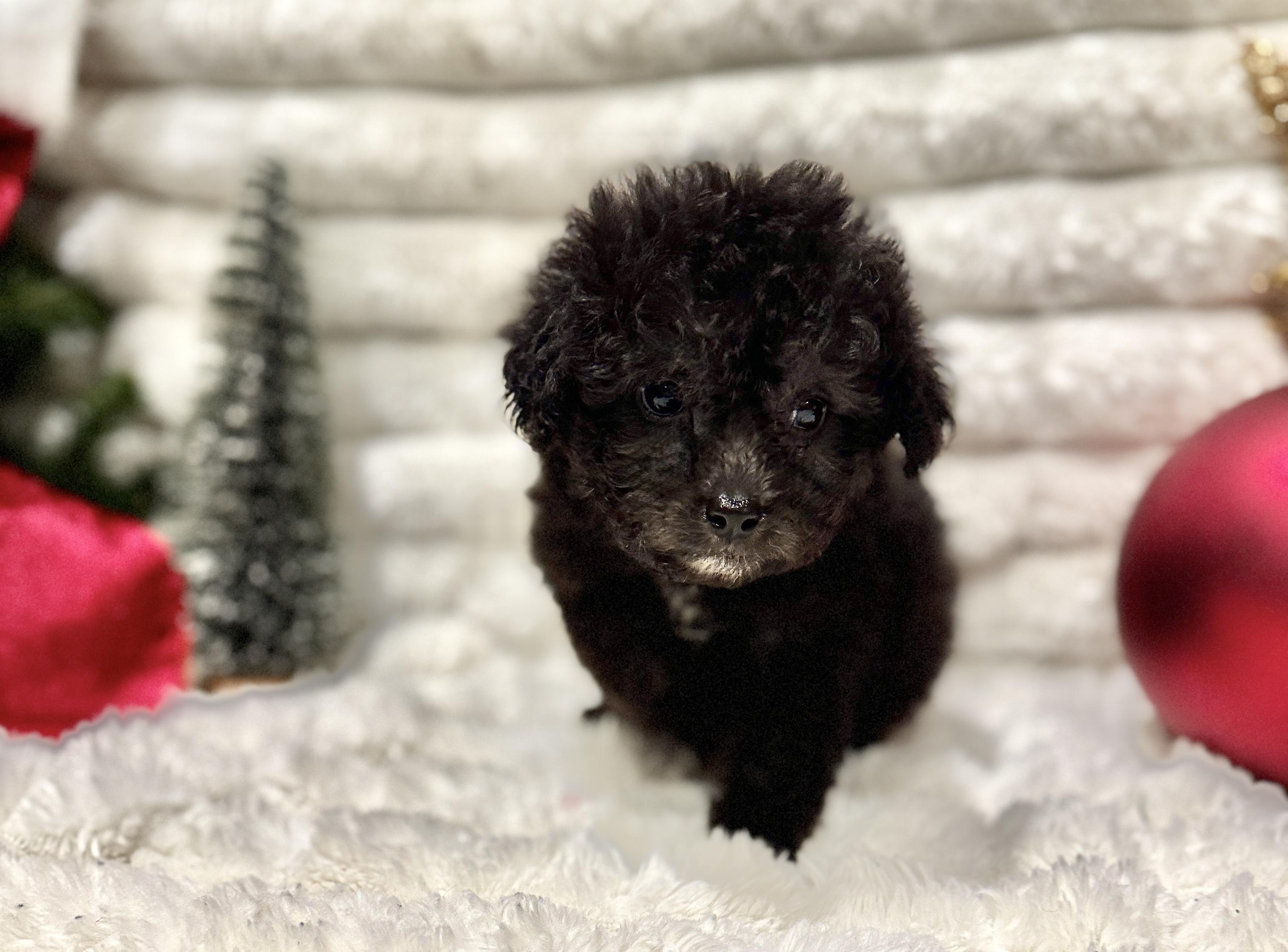 Holly, an adoptable Miniature Poodle, Aussiedoodle in Hales corners, WI, 53130 | Photo Image 1