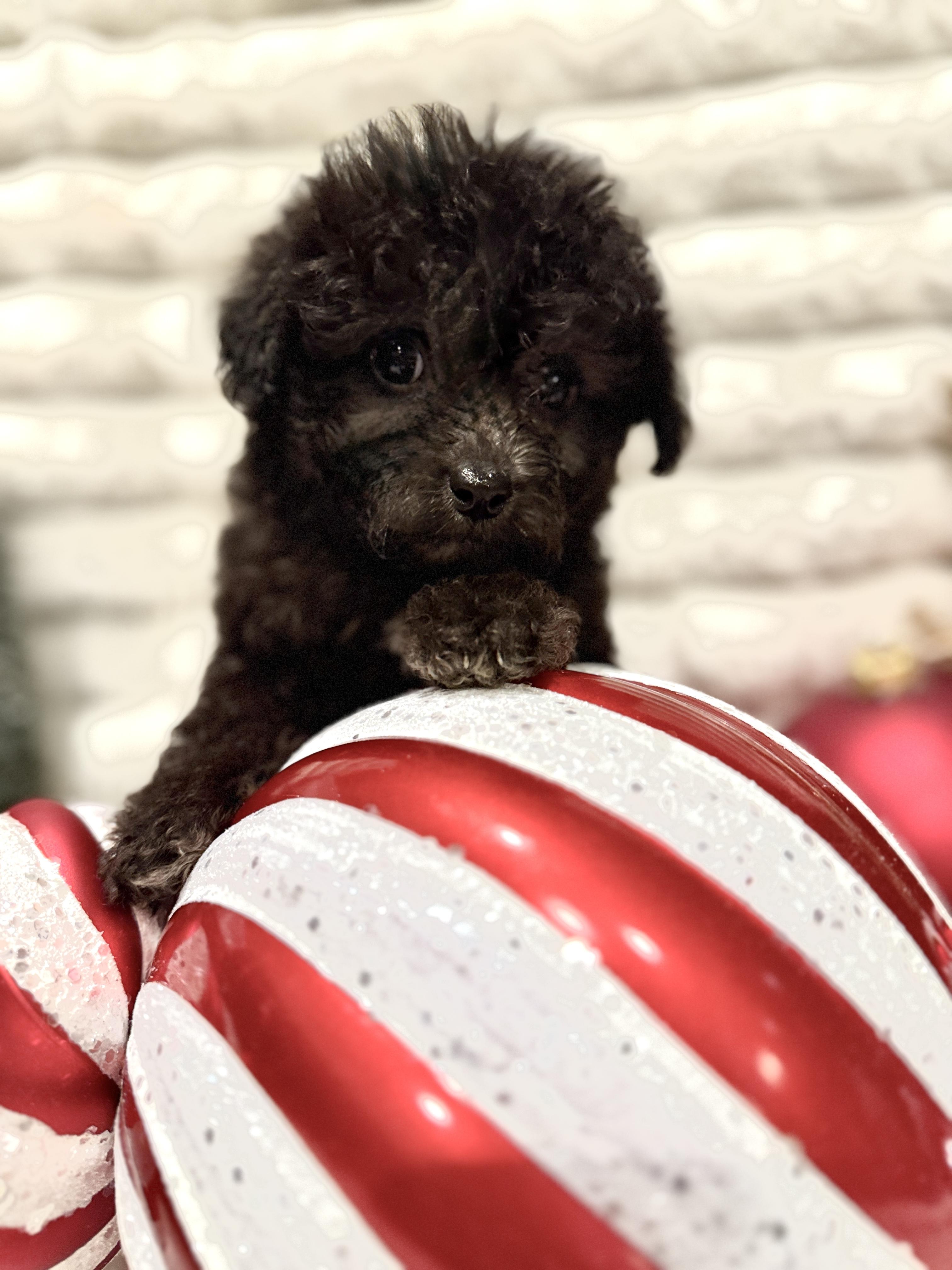 Holly, an adoptable Miniature Poodle, Aussiedoodle in Hales corners, WI, 53130 | Photo Image 2