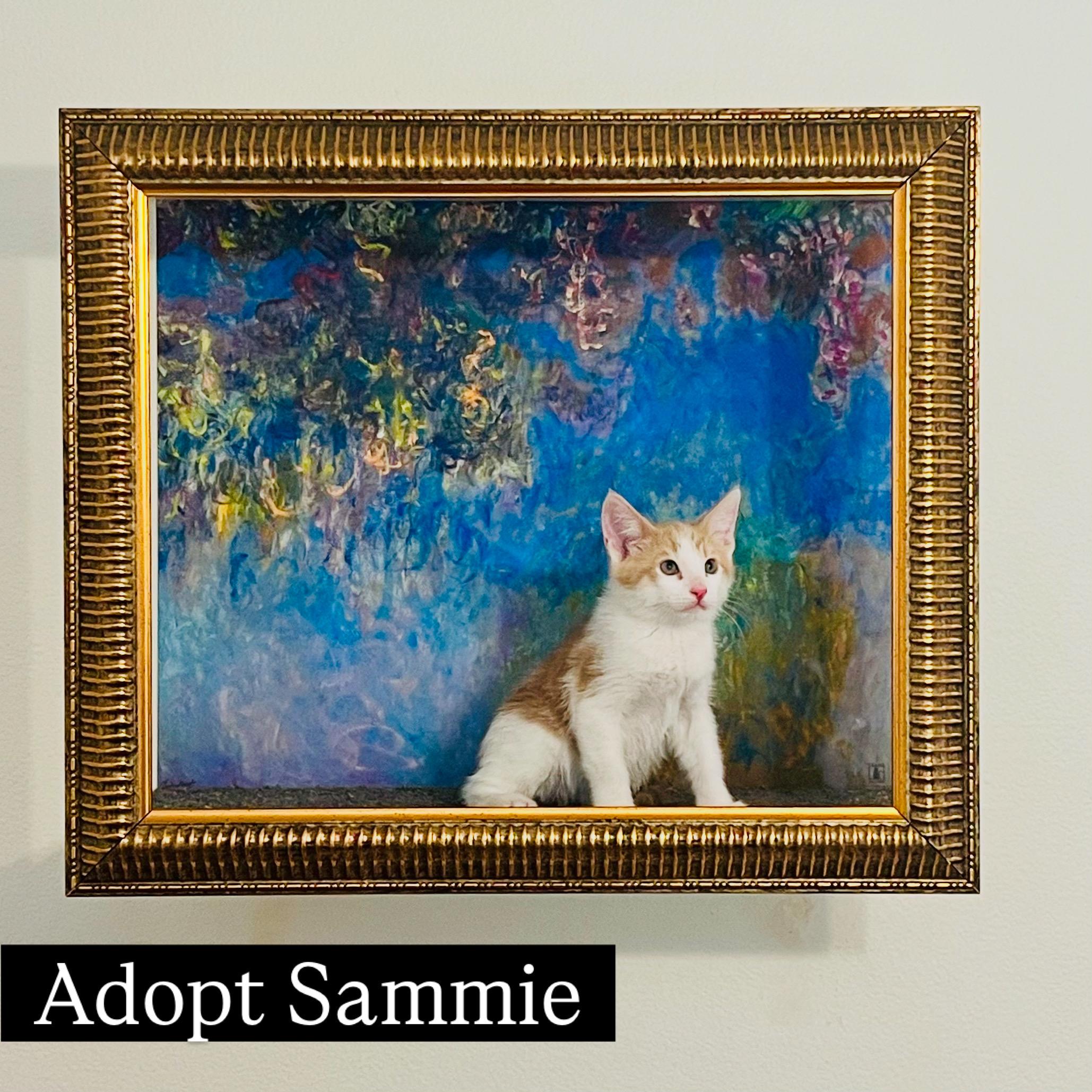 Sammie, a ADOPTABLE Turkish Van in Santa Clarita, CA image 1/2