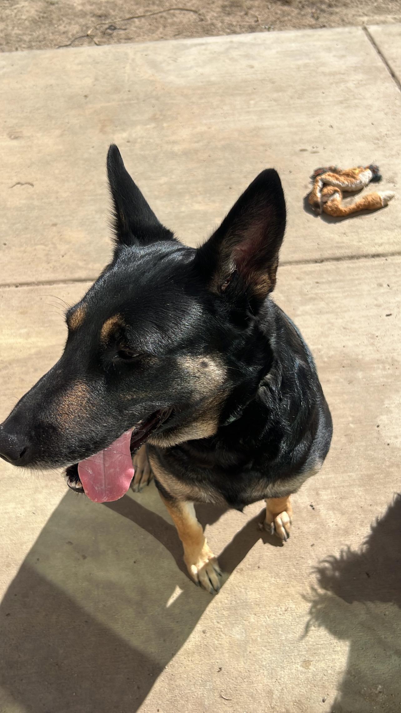 Eva (Child friendly), a Adoptable German Shepherd Dog in Murrieta, CA image 1/4