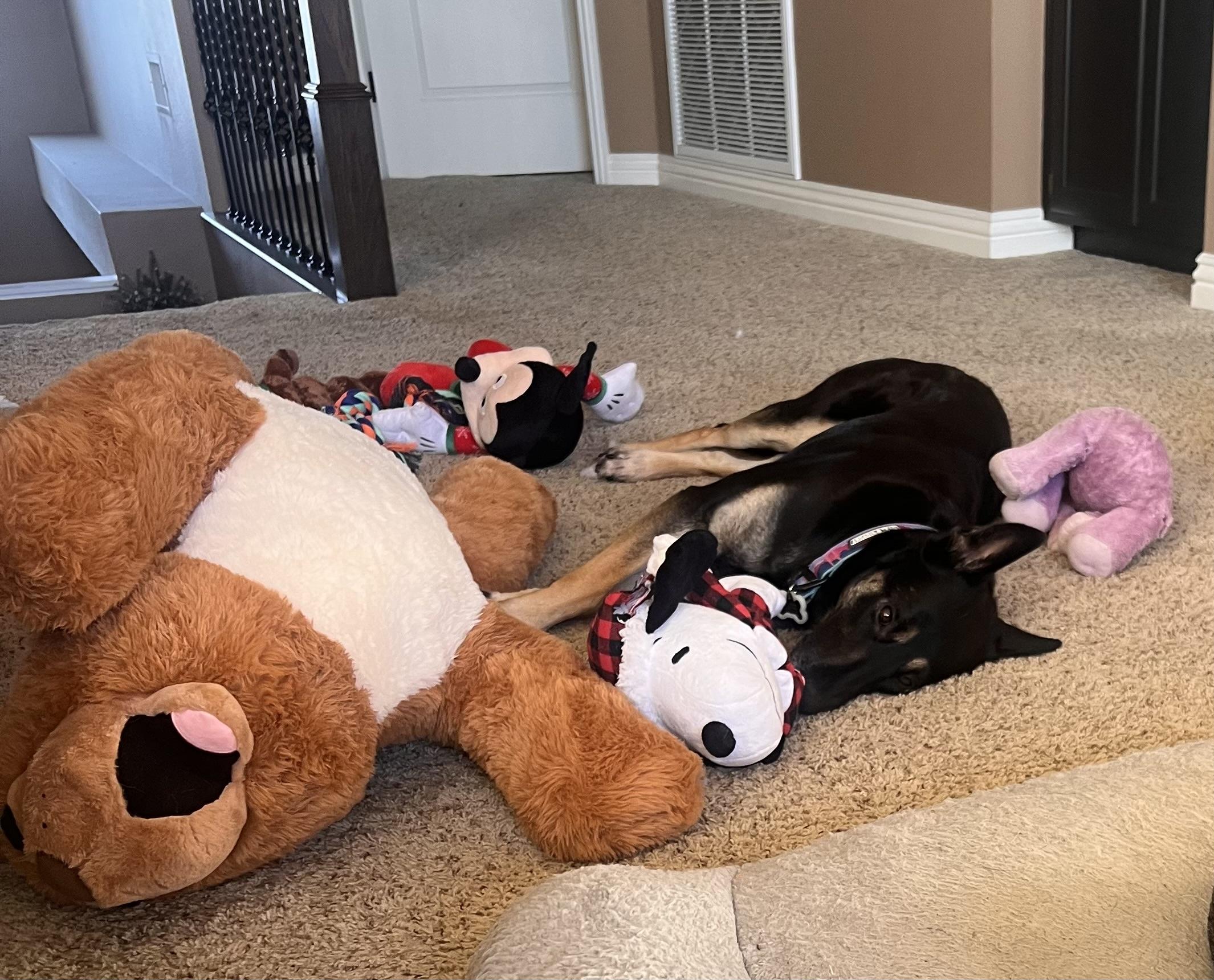 Enlarge Eva (Child friendly), a Adoptable German Shepherd Dog in Murrieta, CA image 2/3