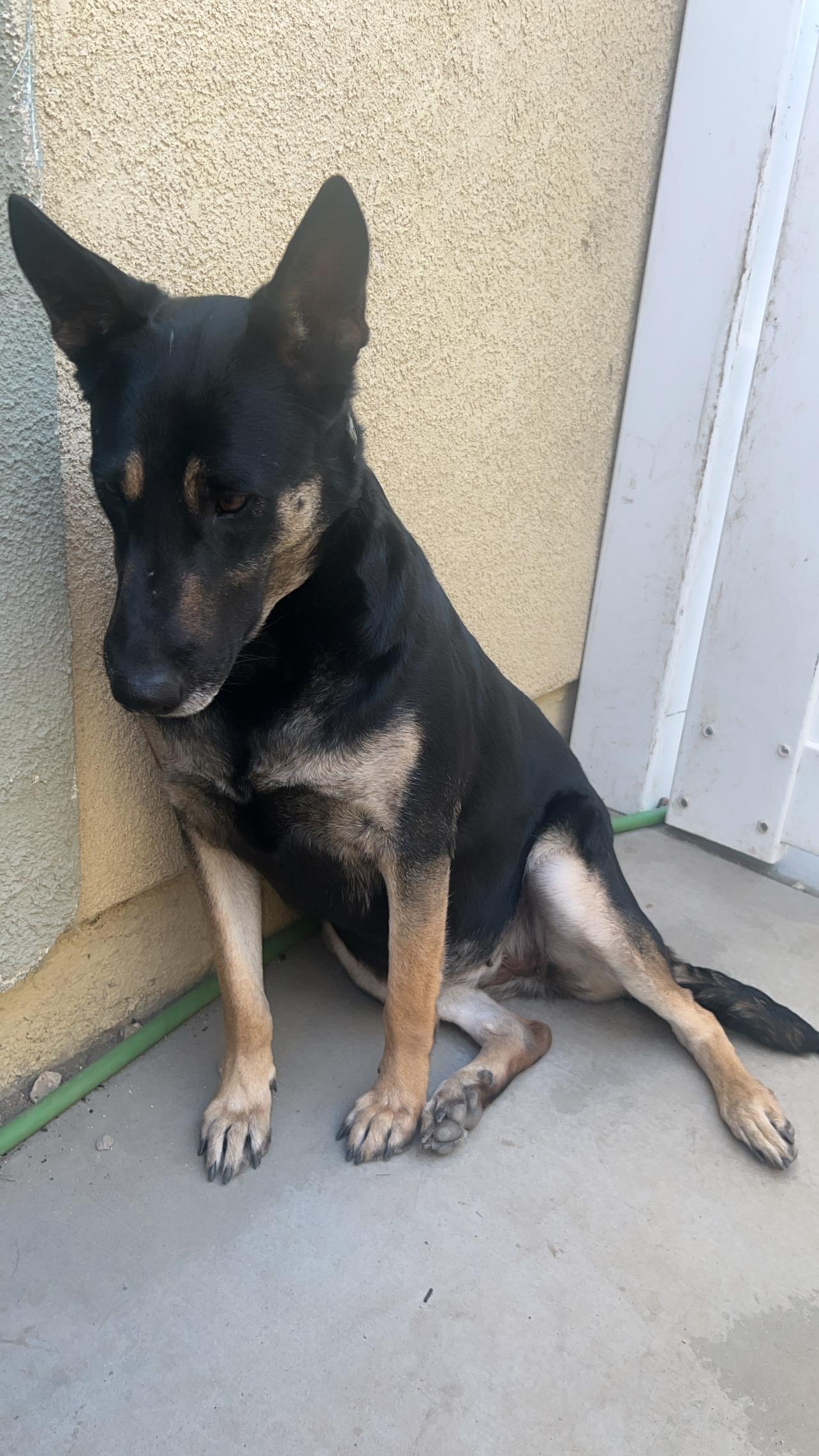 Eva (Child friendly), a Adoptable German Shepherd Dog in Murrieta, CA image 4/4