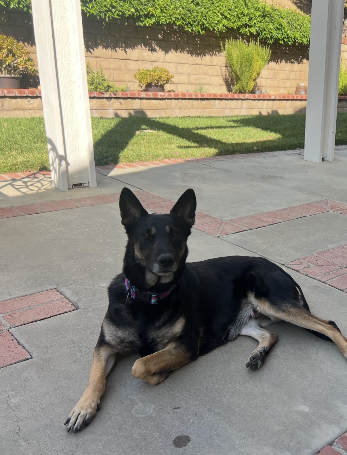 Eva (Child friendly), Adoptable, Adult Female German Shepherd Dog.