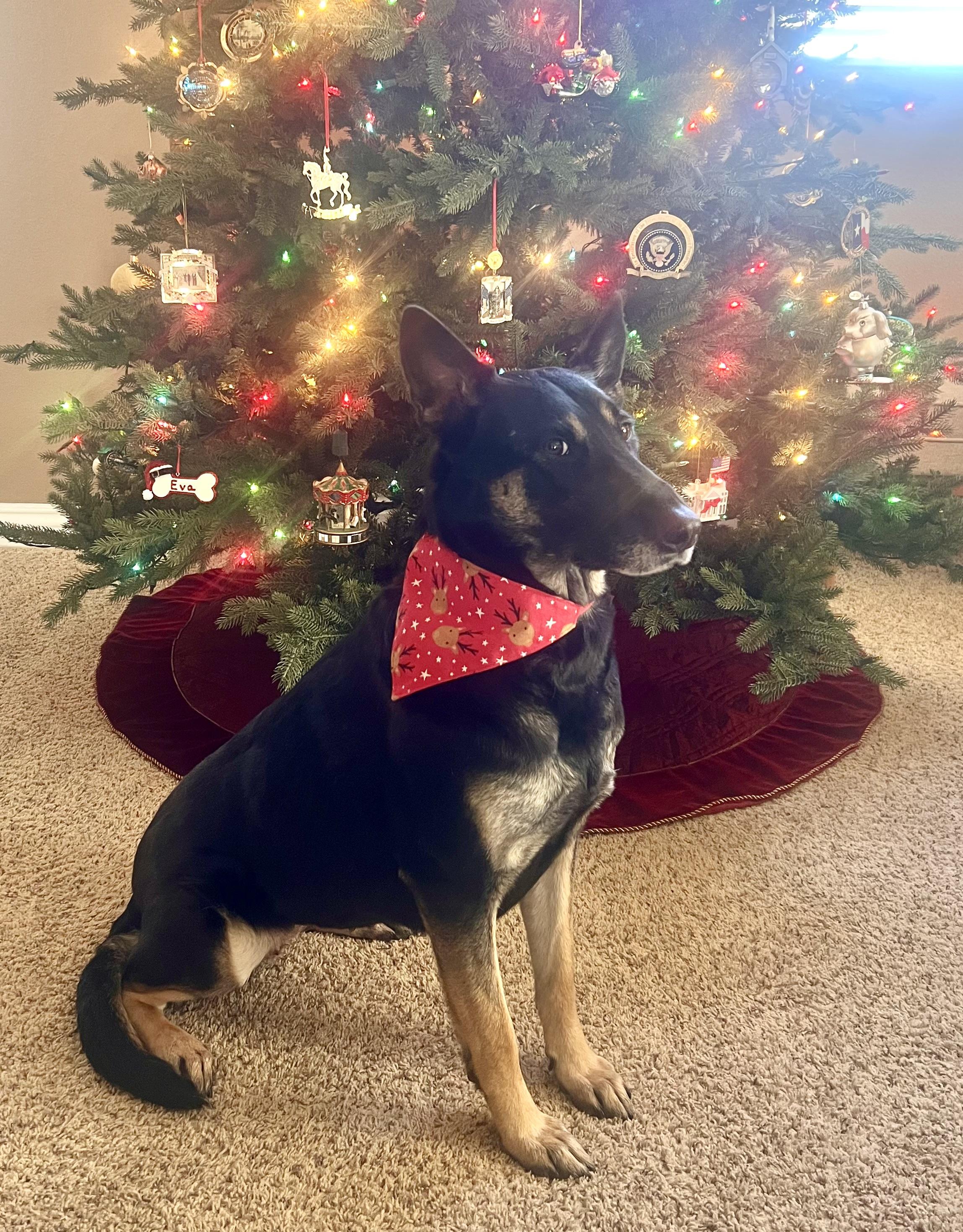 Eva (Child friendly), a Adoptable German Shepherd Dog in Murrieta, CA image 2/4
