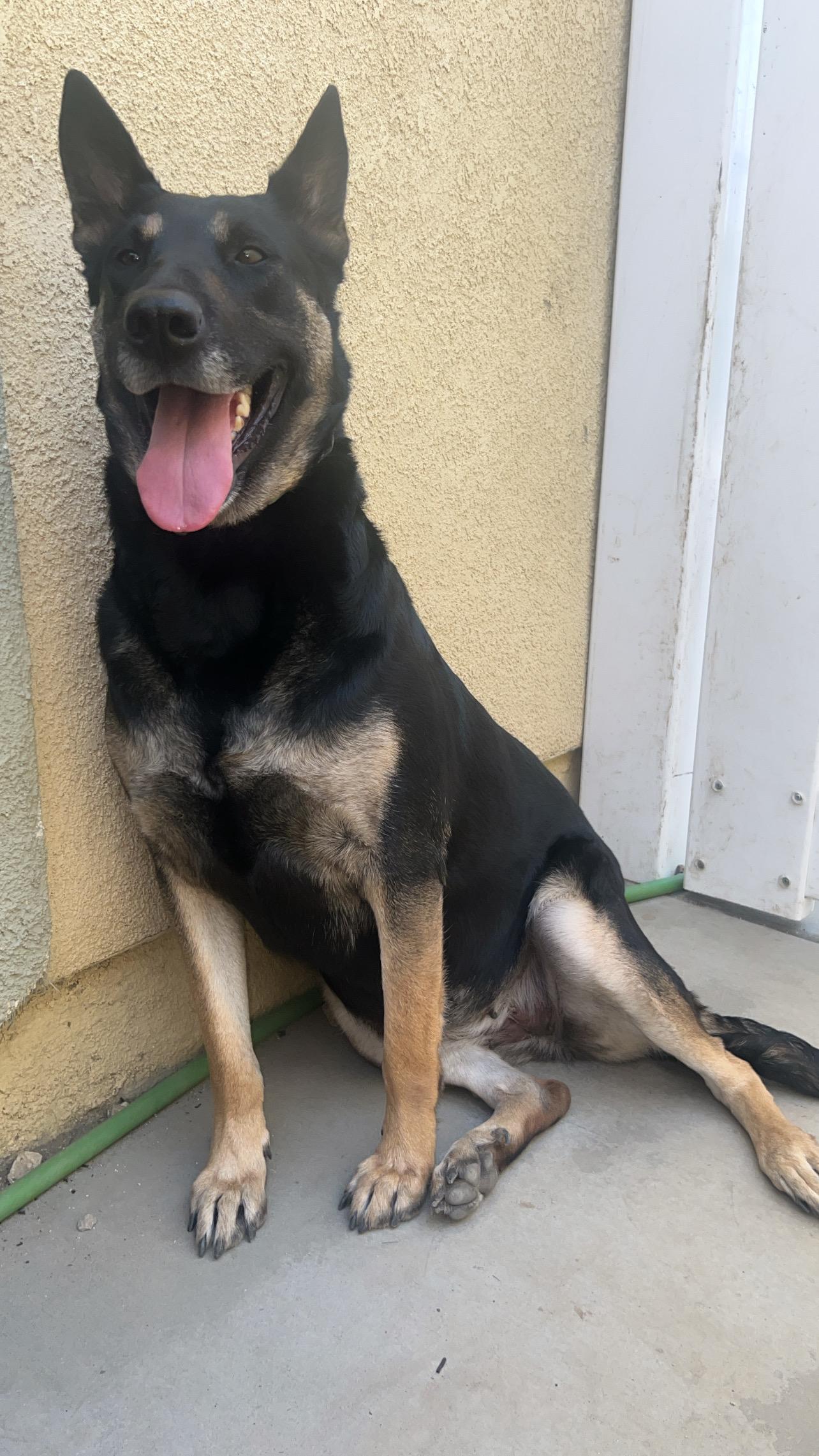 Eva (Child friendly), a Adoptable German Shepherd Dog in Murrieta, CA image 3/4
