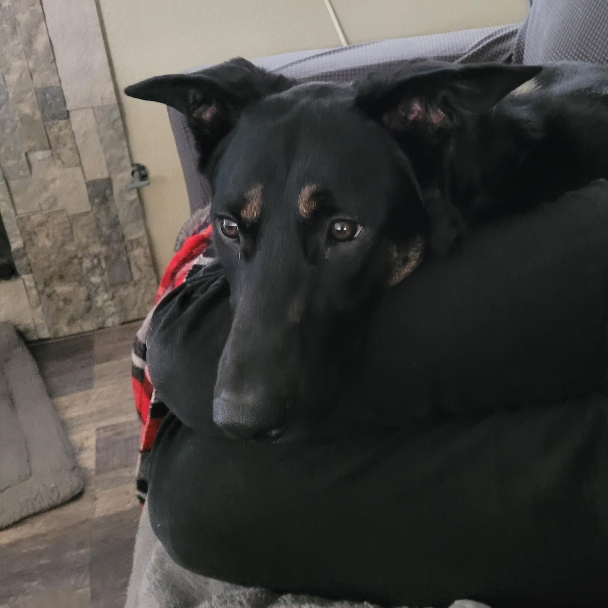 Enlarge Eva (Child friendly), a Adoptable German Shepherd Dog in Murrieta, CA image 3/3