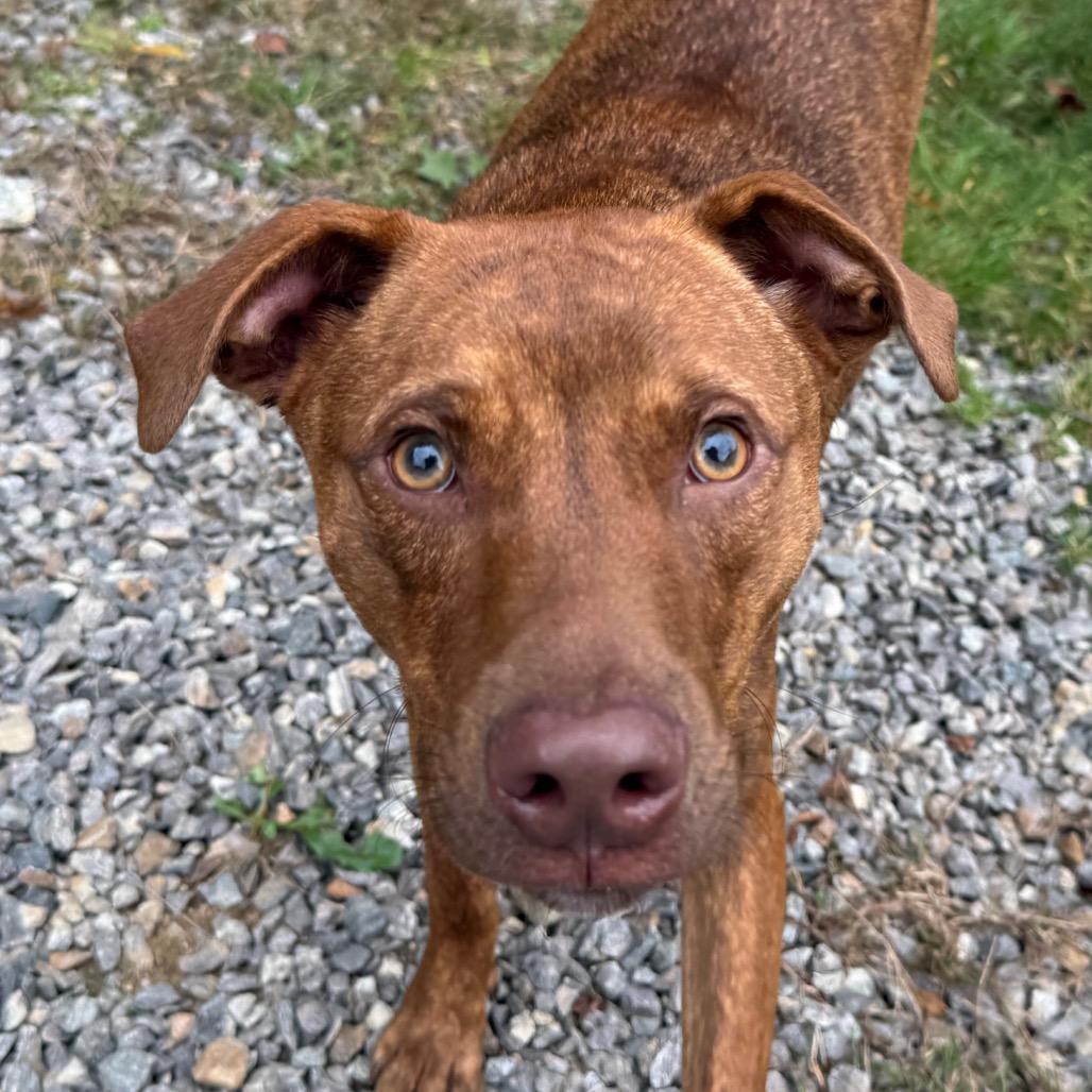 CT Buzz, Adoptable, Young Male Labrador Retriever & Mixed Breed.