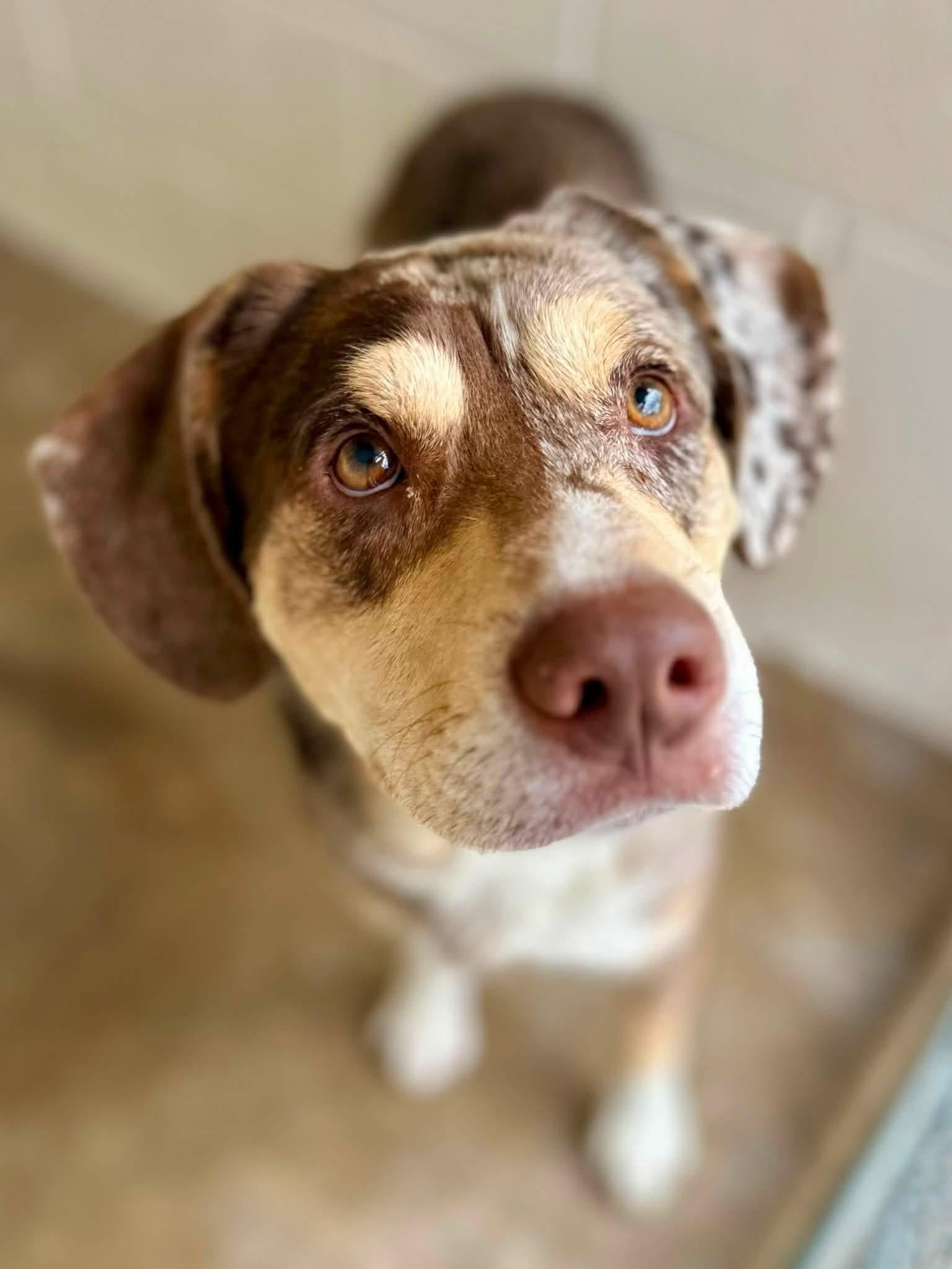 Midway, ADOPTABLE, Young Male Catahoula Leopard Dog.