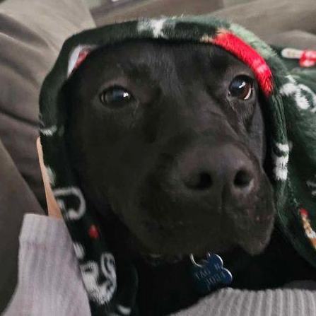 Enlarge Sarafina, a Adoptable mixed breed in Rossville, TN image 5/6