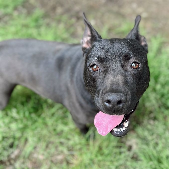Enlarge Sarafina, a Adoptable mixed breed in Rossville, TN image 3/6