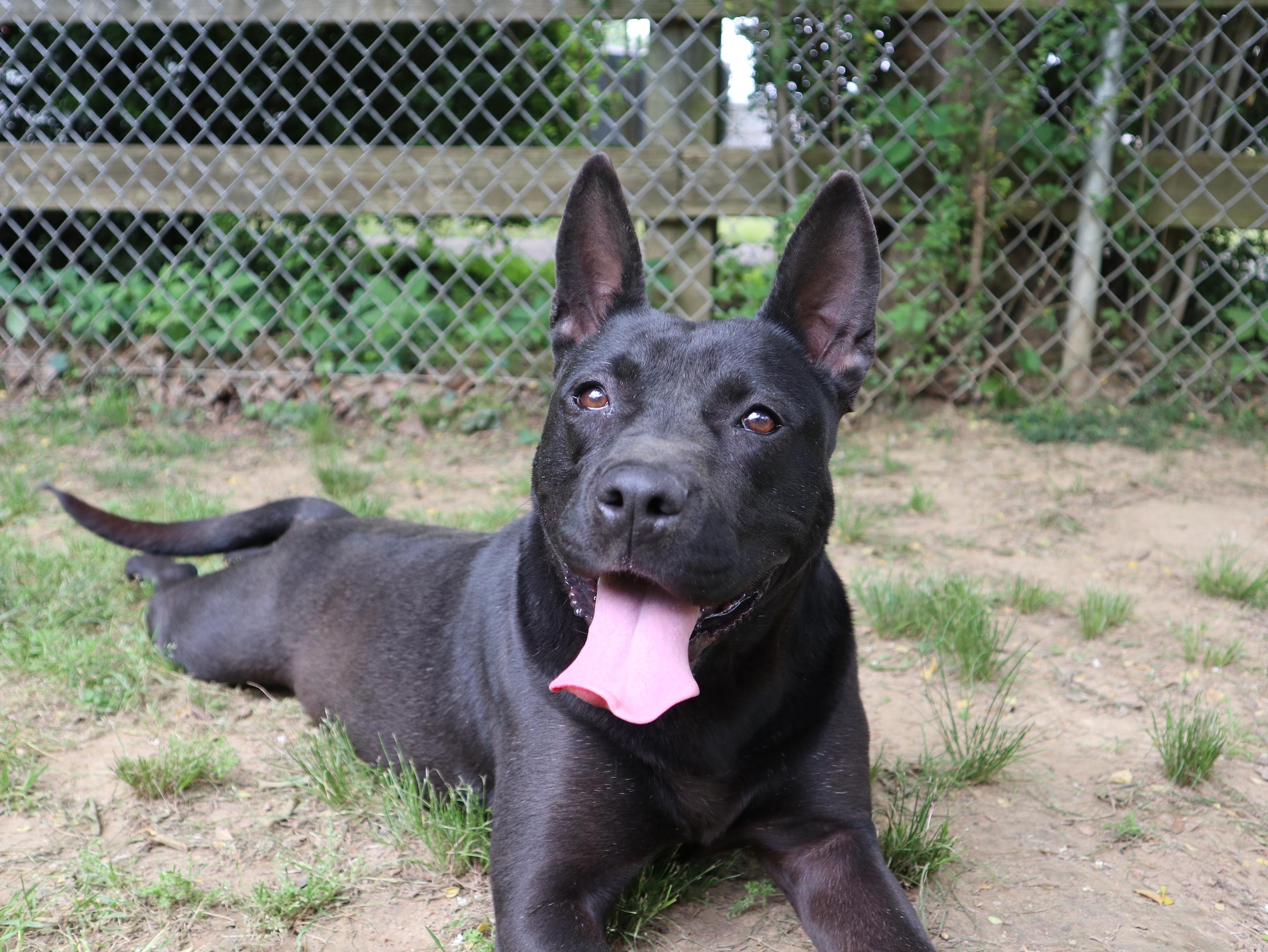 Sarafina, an adoptable Shepherd, Mixed Breed in Rossville, TN, 38066 | Photo Image 1