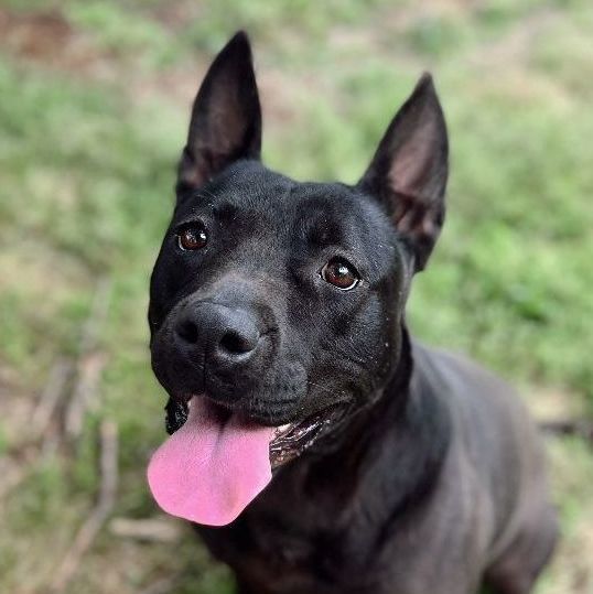 Enlarge Sarafina, a Adoptable mixed breed in Rossville, TN image 2/6