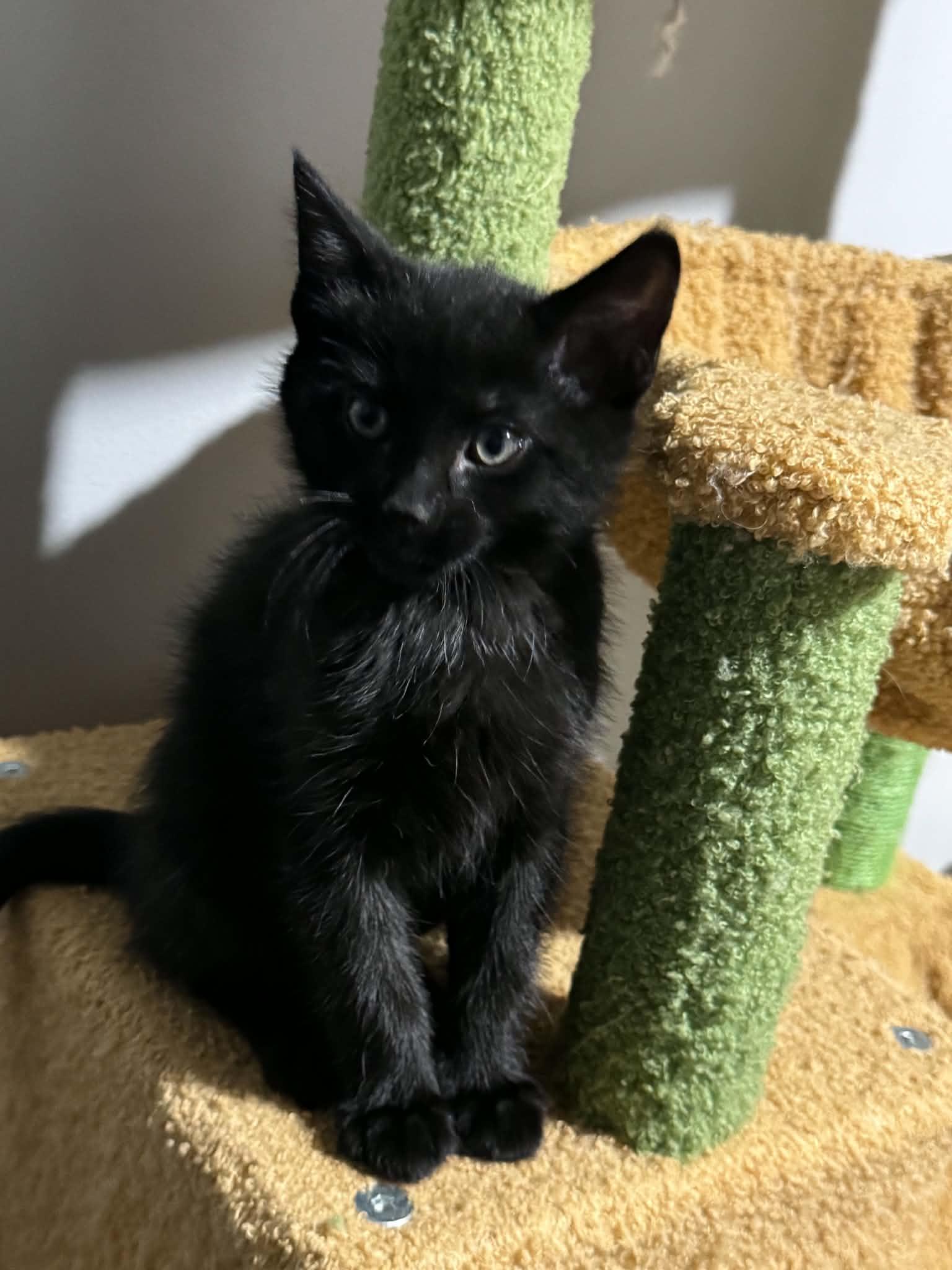 Alanis, a ADOPTABLE Domestic Short Hair in Port Washington, WI image 1/3