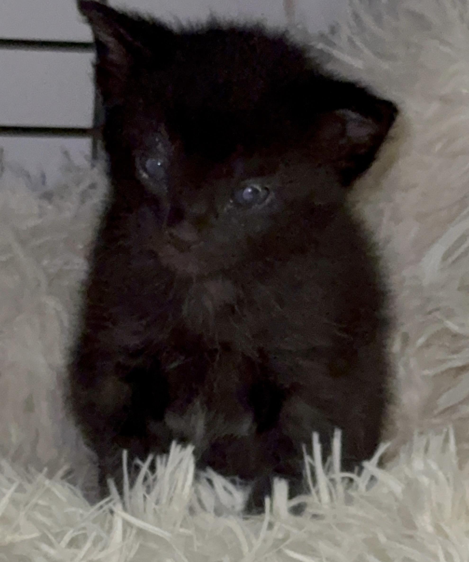 Alanis, a ADOPTABLE Domestic Short Hair in Port Washington, WI image 2/3