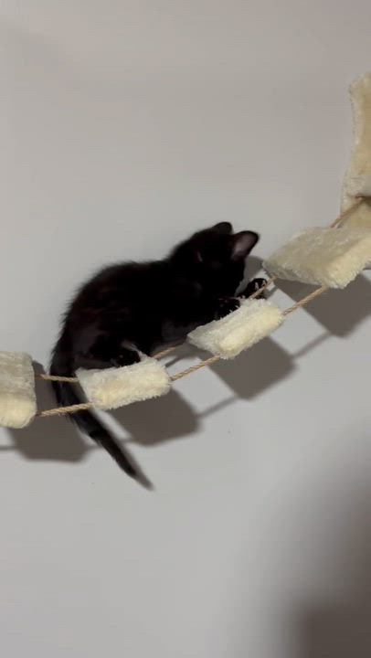 Enlarge Alanis, a ADOPTABLE Domestic Short Hair in Port Washington, WI video 3/3