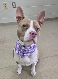 Enlarge Roxie, a ADOPTABLE Pit Bull Terrier in Bucyrus, OH image 2/5