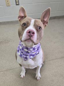 Enlarge Roxie, a ADOPTABLE Pit Bull Terrier in Bucyrus, OH image 1/5