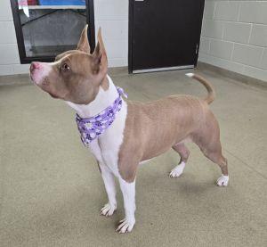 Enlarge Roxie, a ADOPTABLE Pit Bull Terrier in Bucyrus, OH image 5/5