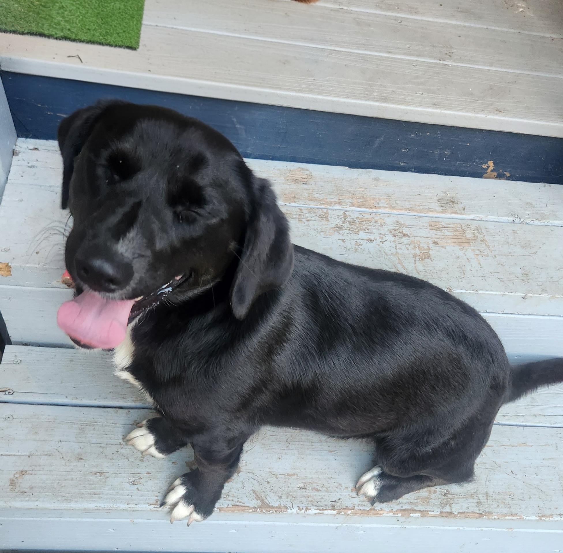 Enlarge Raven, an adopted mixed breed in Atlanta, GA image 3/4
