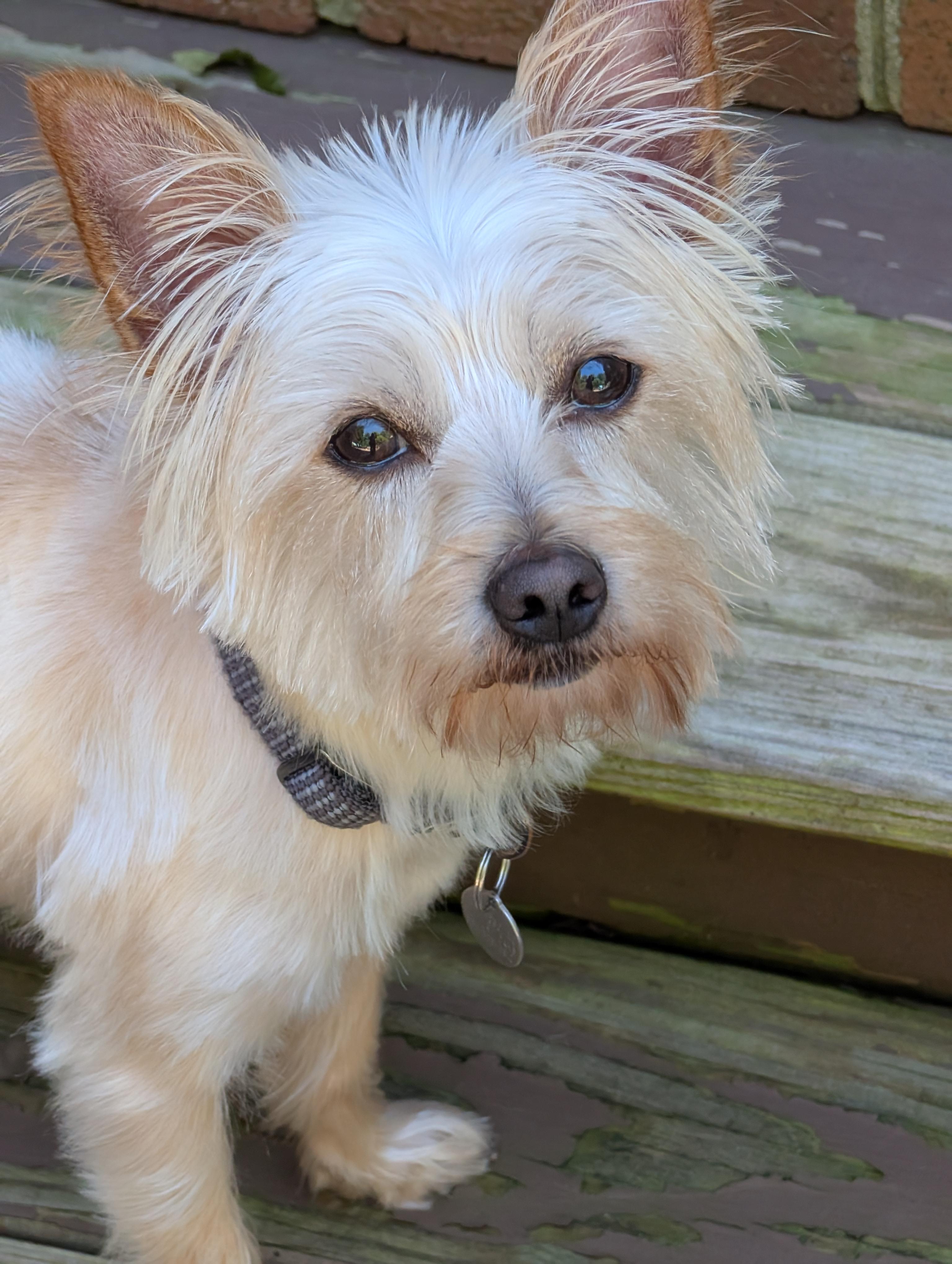 Chip, ADOPTABLE, Adult Male Yorkshire Terrier.