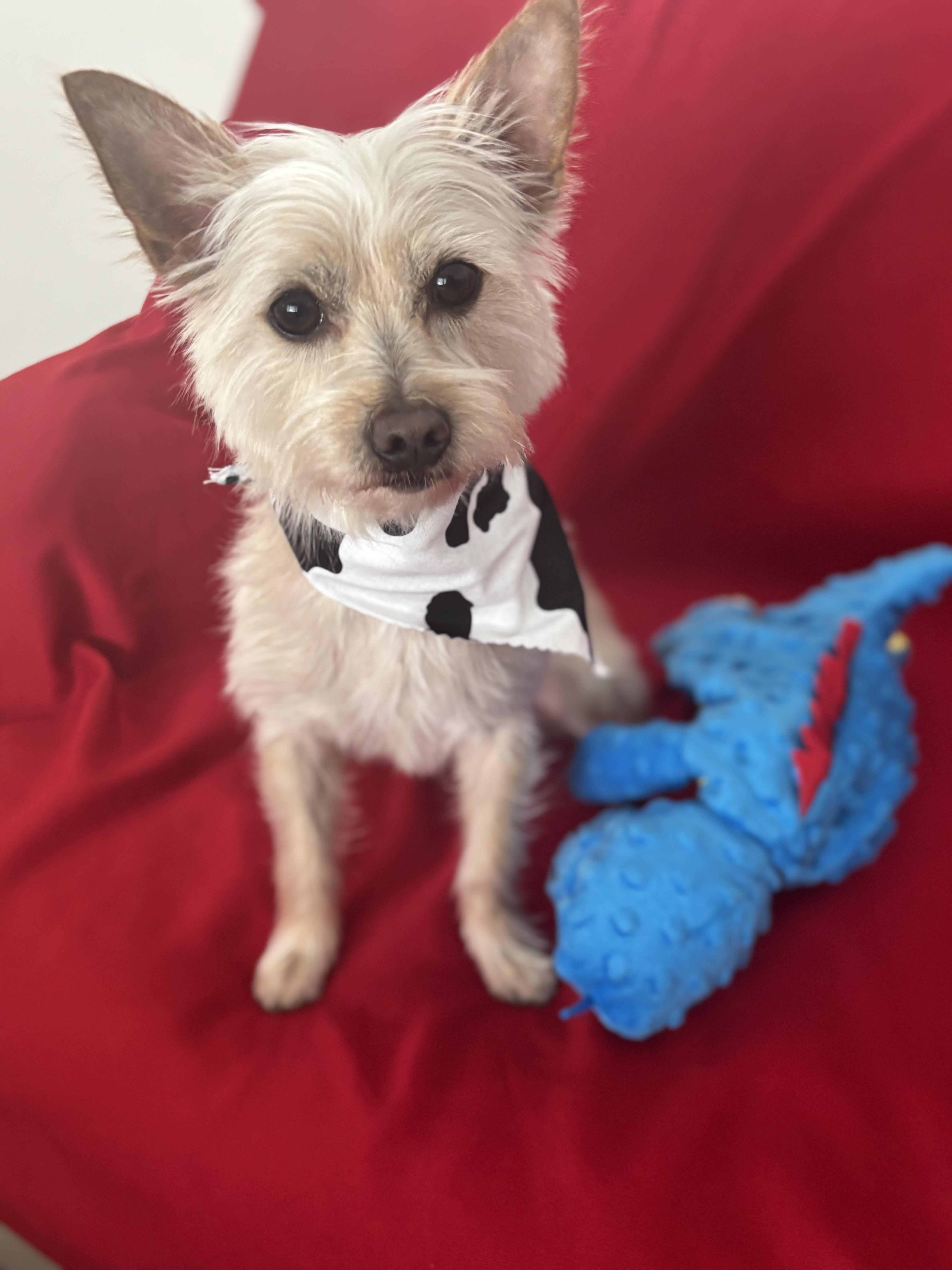Enlarge Chip, a ADOPTABLE mixed breed in Greensboro, NC image 2/6