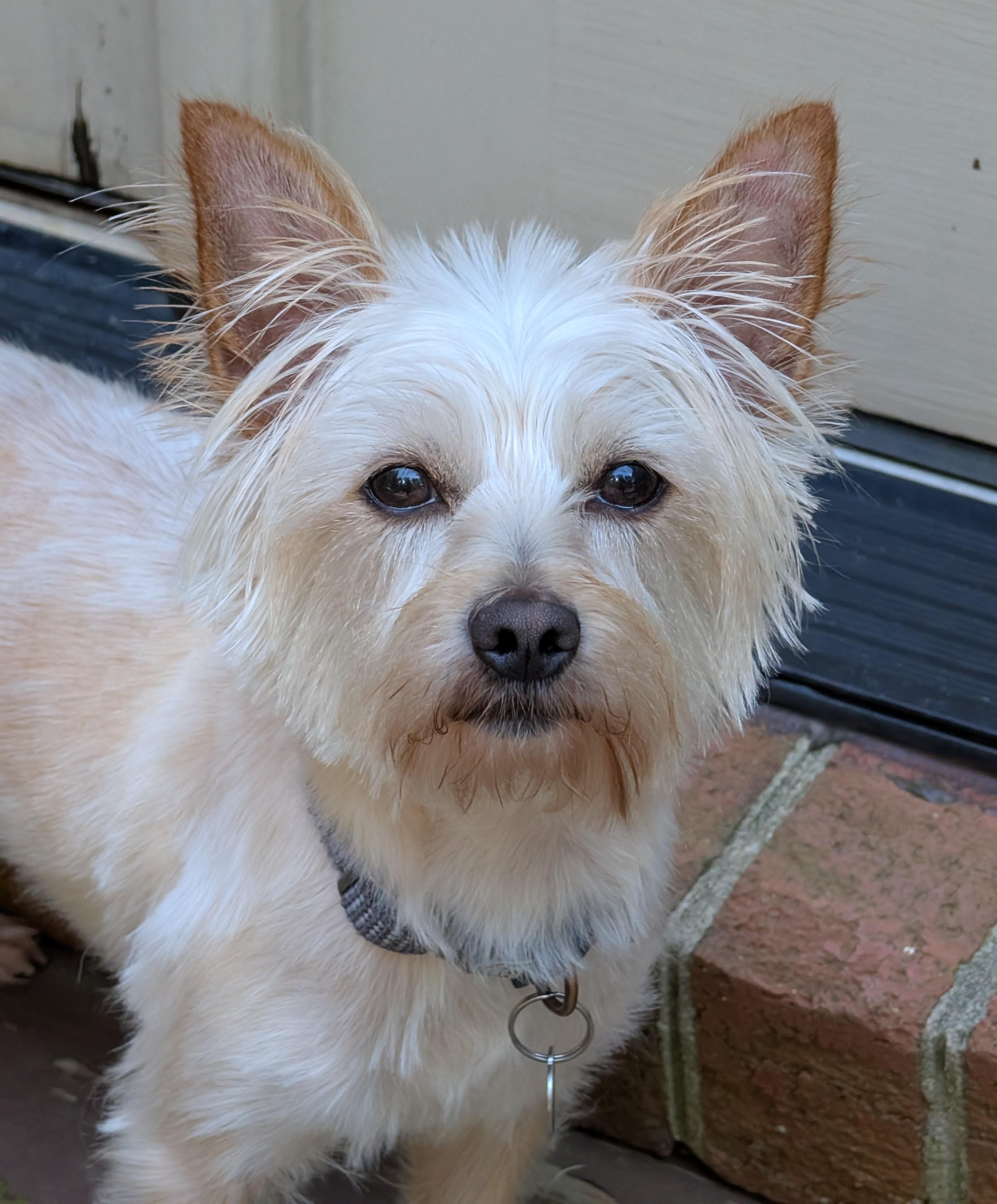 Enlarge Chip, a ADOPTABLE mixed breed in Greensboro, NC image 3/6