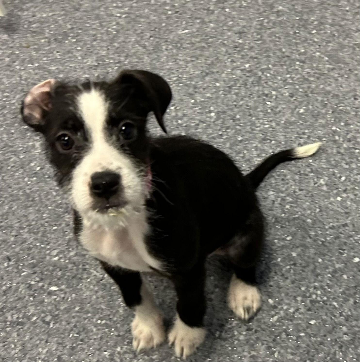 Apple, Adoptable, Young Female Terrier.