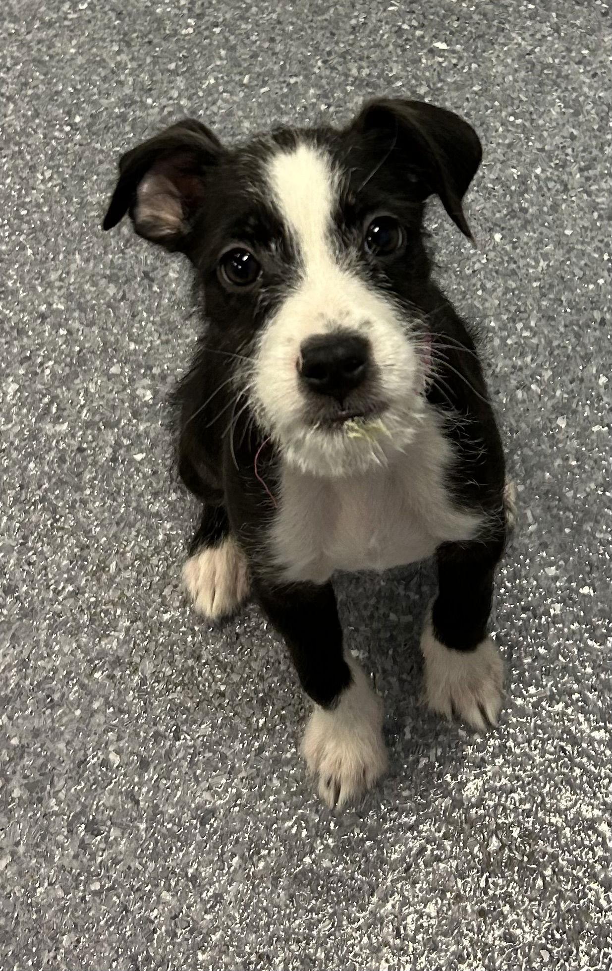 Enlarge Apple, a Adoptable Terrier in Steeleville, IL image 2/3