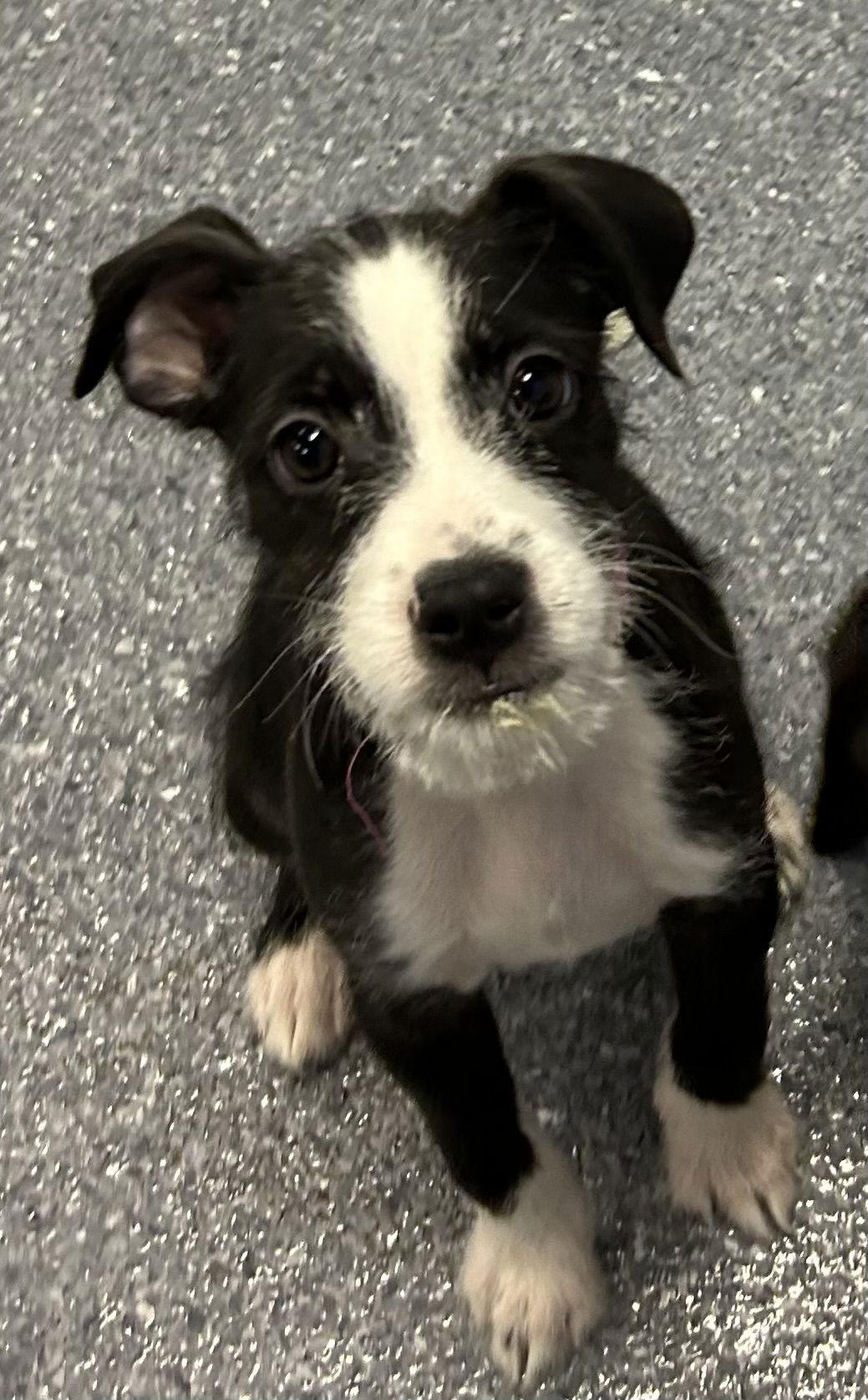 Enlarge Apple, a Adoptable Terrier in Steeleville, IL image 3/3