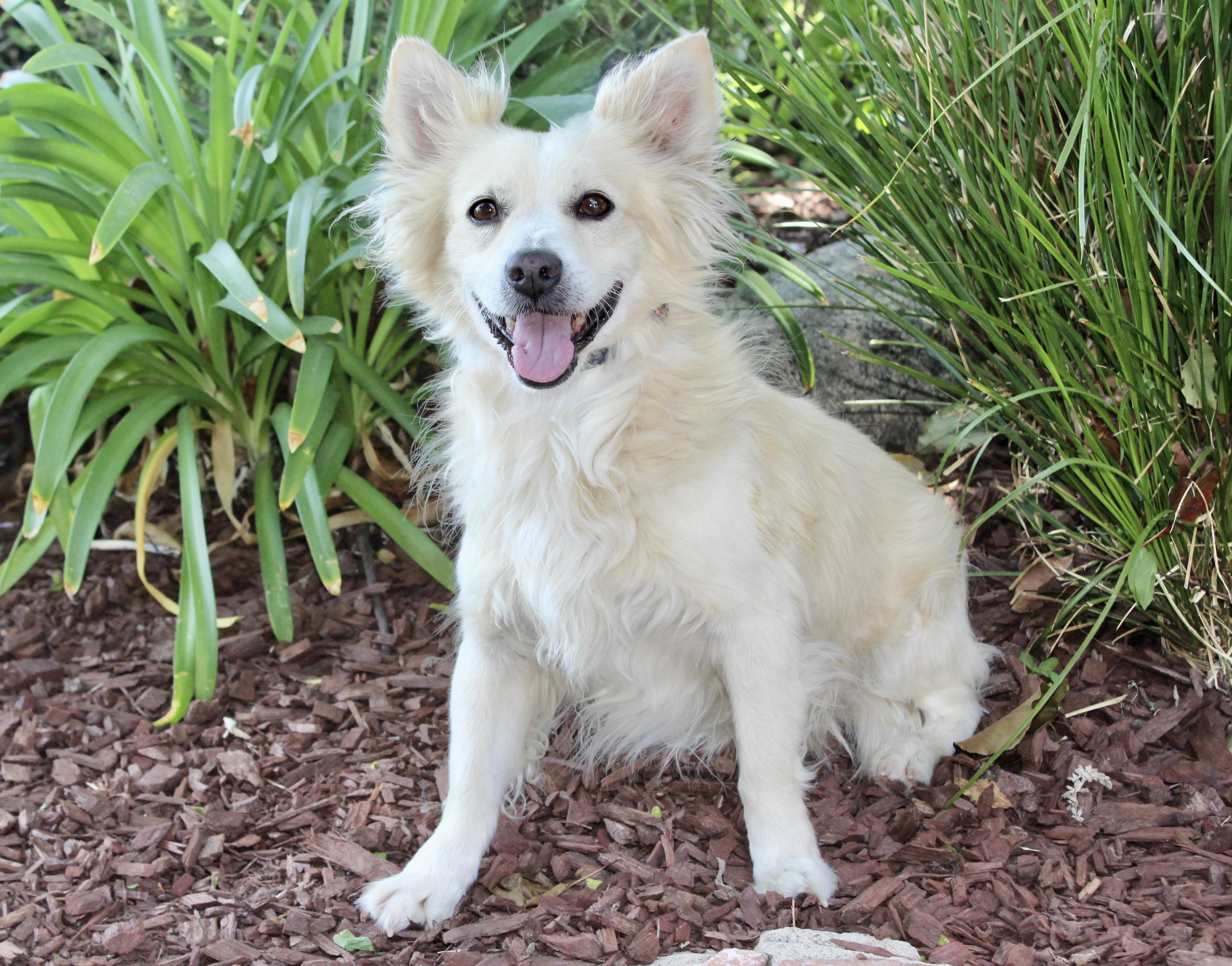 Enlarge Fuji, a ADOPTABLE mixed breed in Van Nuys, CA image 2/3
