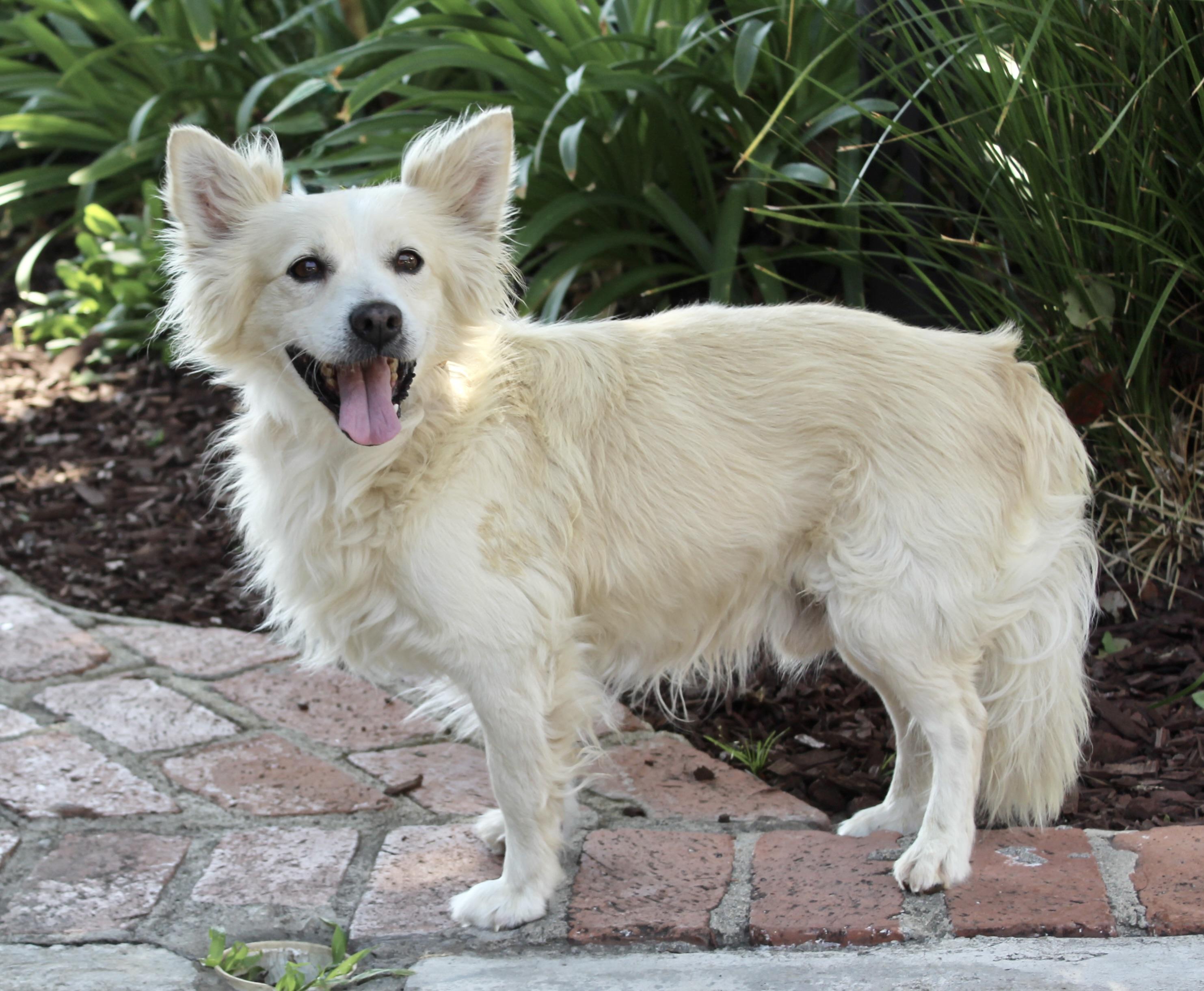 Enlarge Fuji, a ADOPTABLE mixed breed in Van Nuys, CA image 3/3