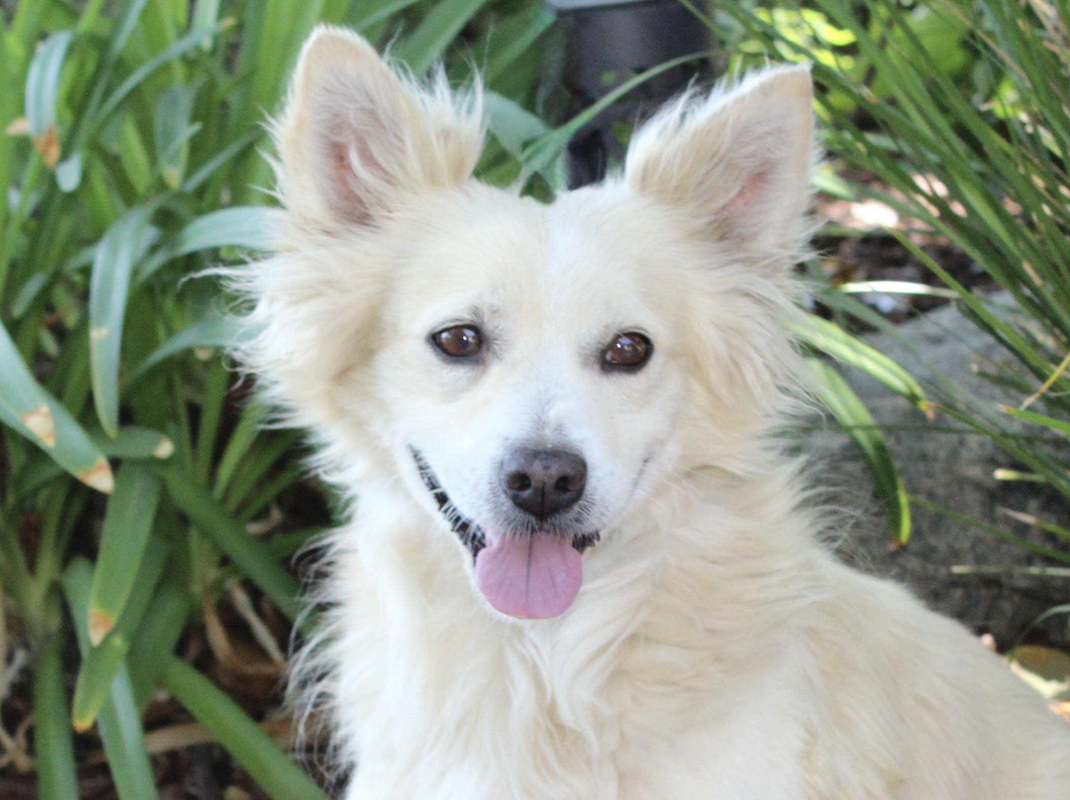 Enlarge Fuji, a ADOPTABLE mixed breed in Van Nuys, CA image 1/3