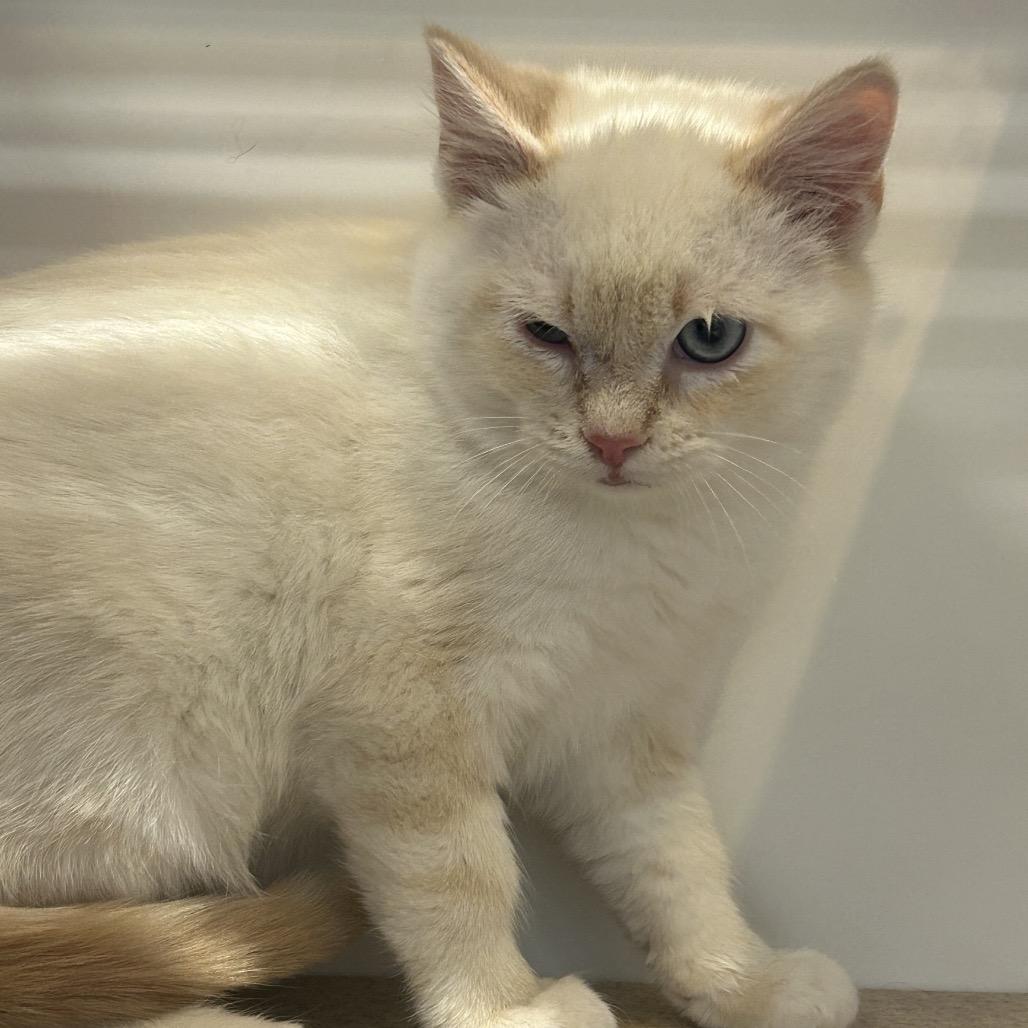 7up, Adoptable, Kitten Female Domestic Short Hair.