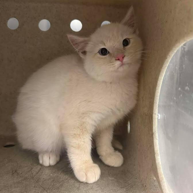 7up, a Adoptable Domestic Short Hair in Park City, UT image 2/5