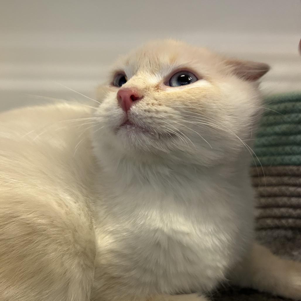 7up, a Adoptable Domestic Short Hair in Park City, UT image 3/5