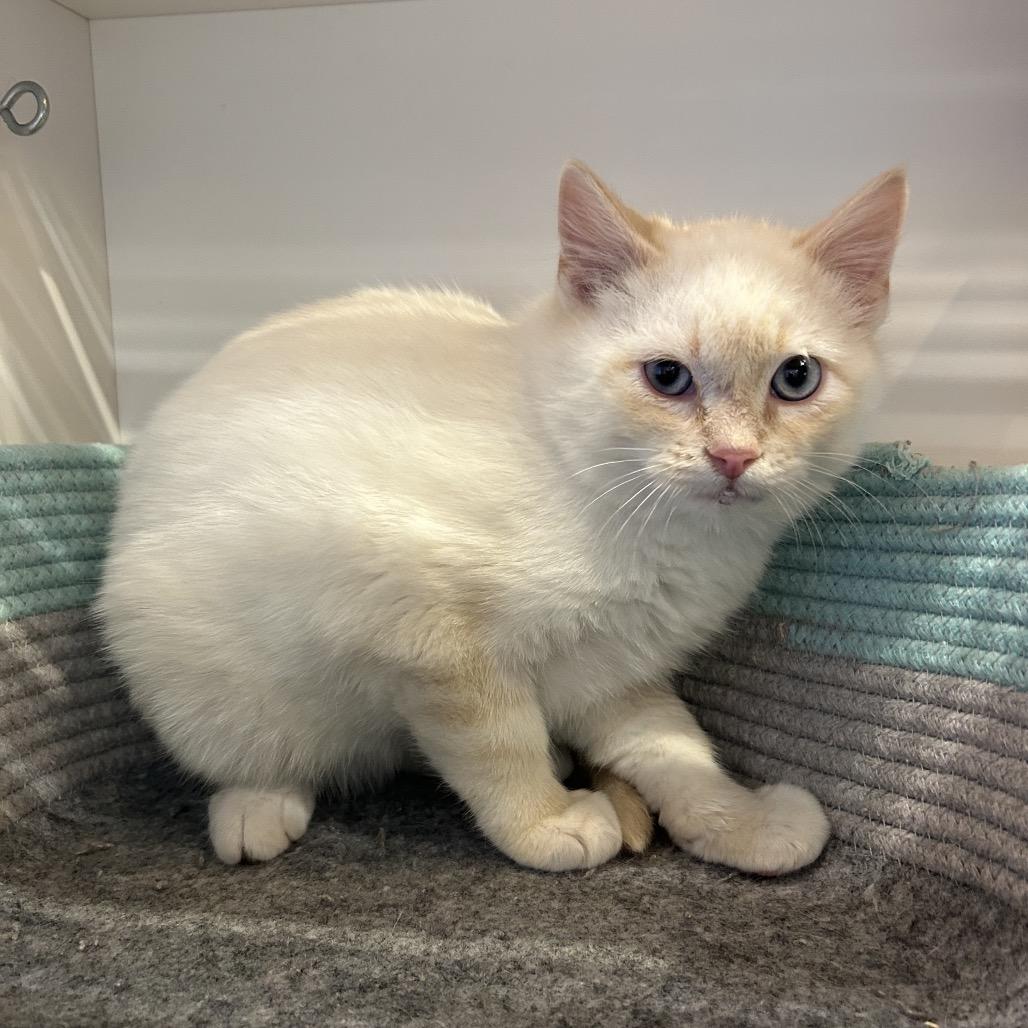 7up, a Adoptable Domestic Short Hair in Park City, UT image 4/5