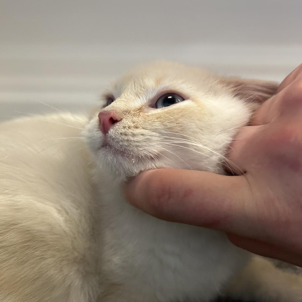 7up, a Adoptable Domestic Short Hair in Park City, UT image 5/5