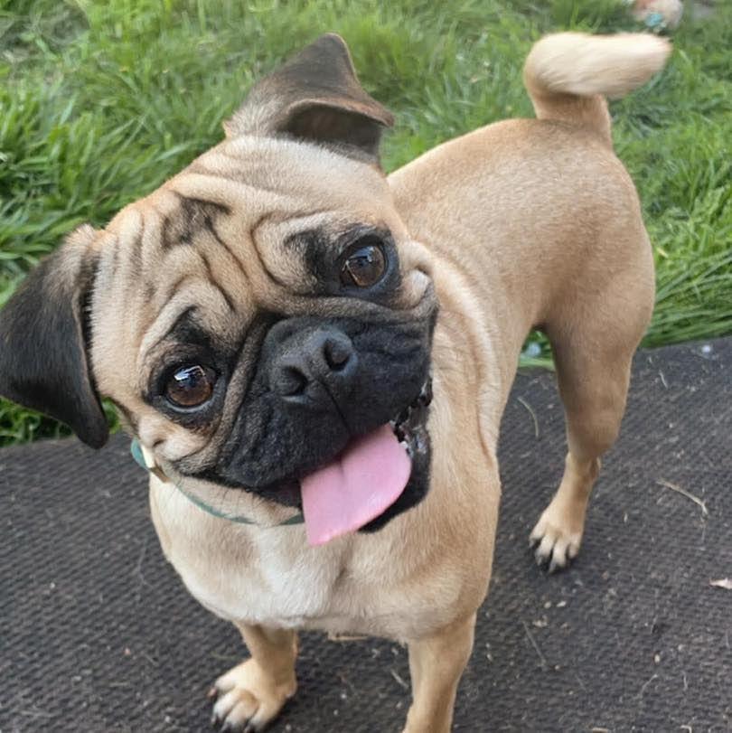 Enlarge Joey, a ADOPTABLE Pug in Grand Island, NE image 4/4