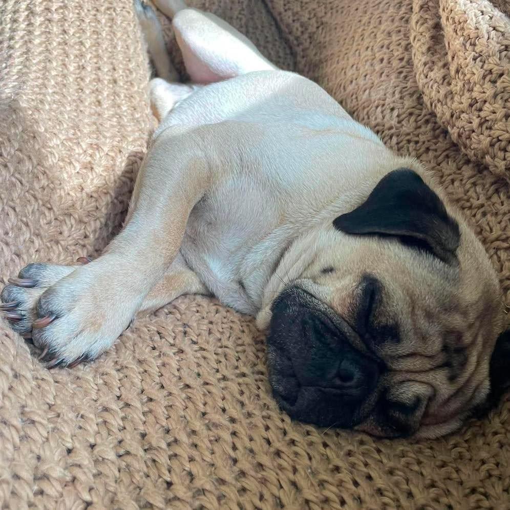 Enlarge Joey, a ADOPTABLE Pug in Grand Island, NE image 3/4