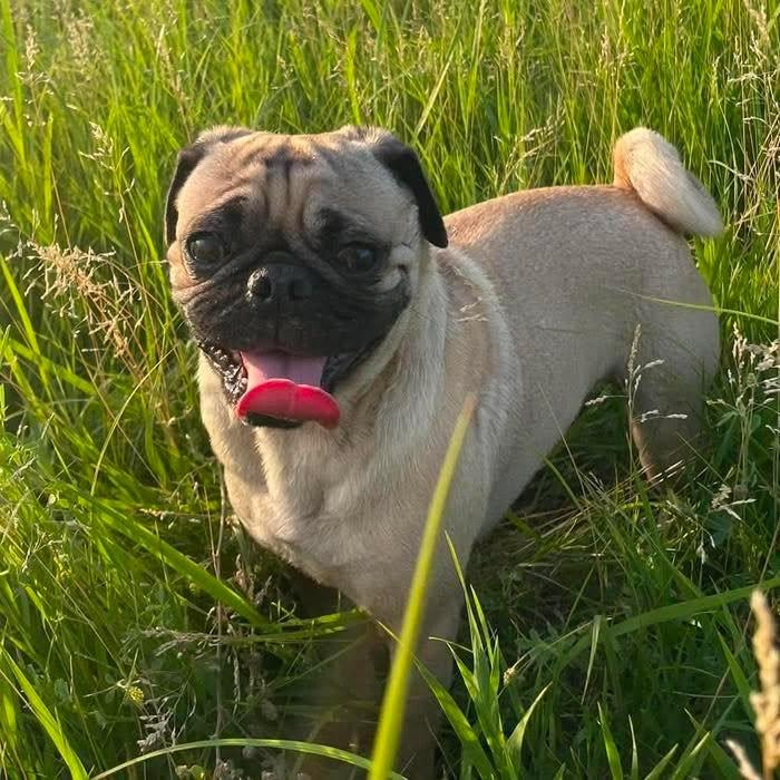 Enlarge Joey, a ADOPTABLE Pug in Grand Island, NE image 1/4