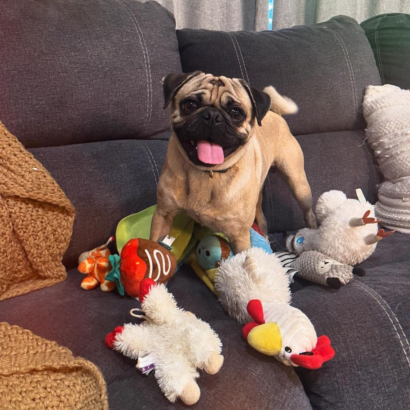 Enlarge Joey, a ADOPTABLE Pug in Grand Island, NE image 2/4