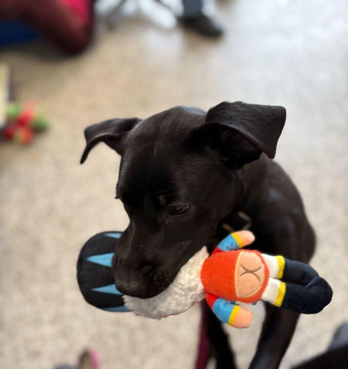 Luna, a ADOPTABLE Black Labrador Retriever in Jackson, MI image 1/2