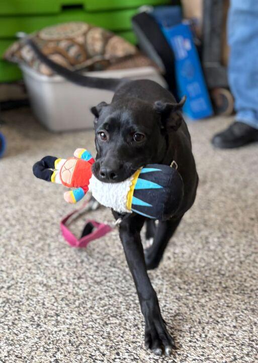 Luna, a ADOPTABLE Black Labrador Retriever in Jackson, MI image 2/2