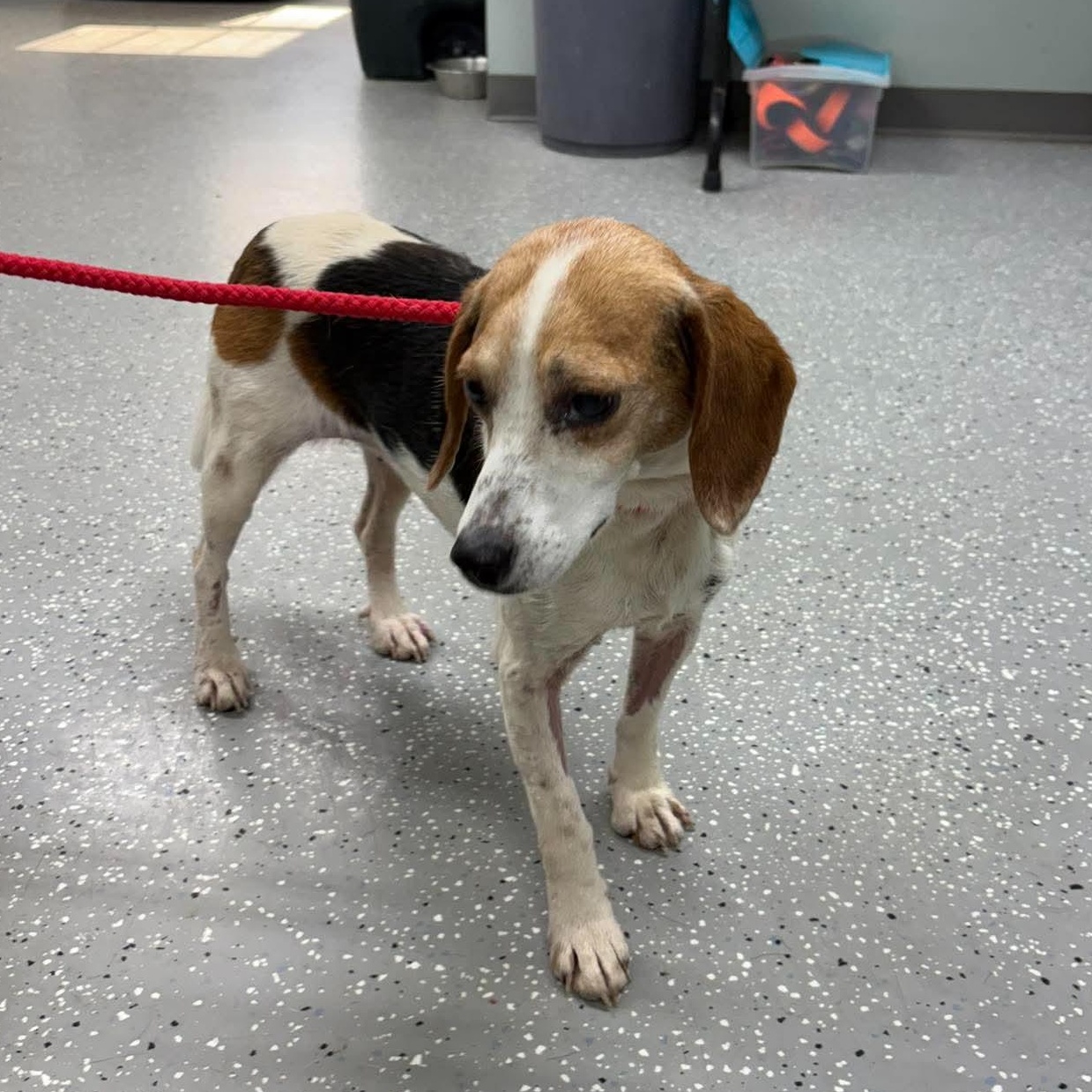 Myrtle, ADOPTABLE, Senior Female Beagle.
